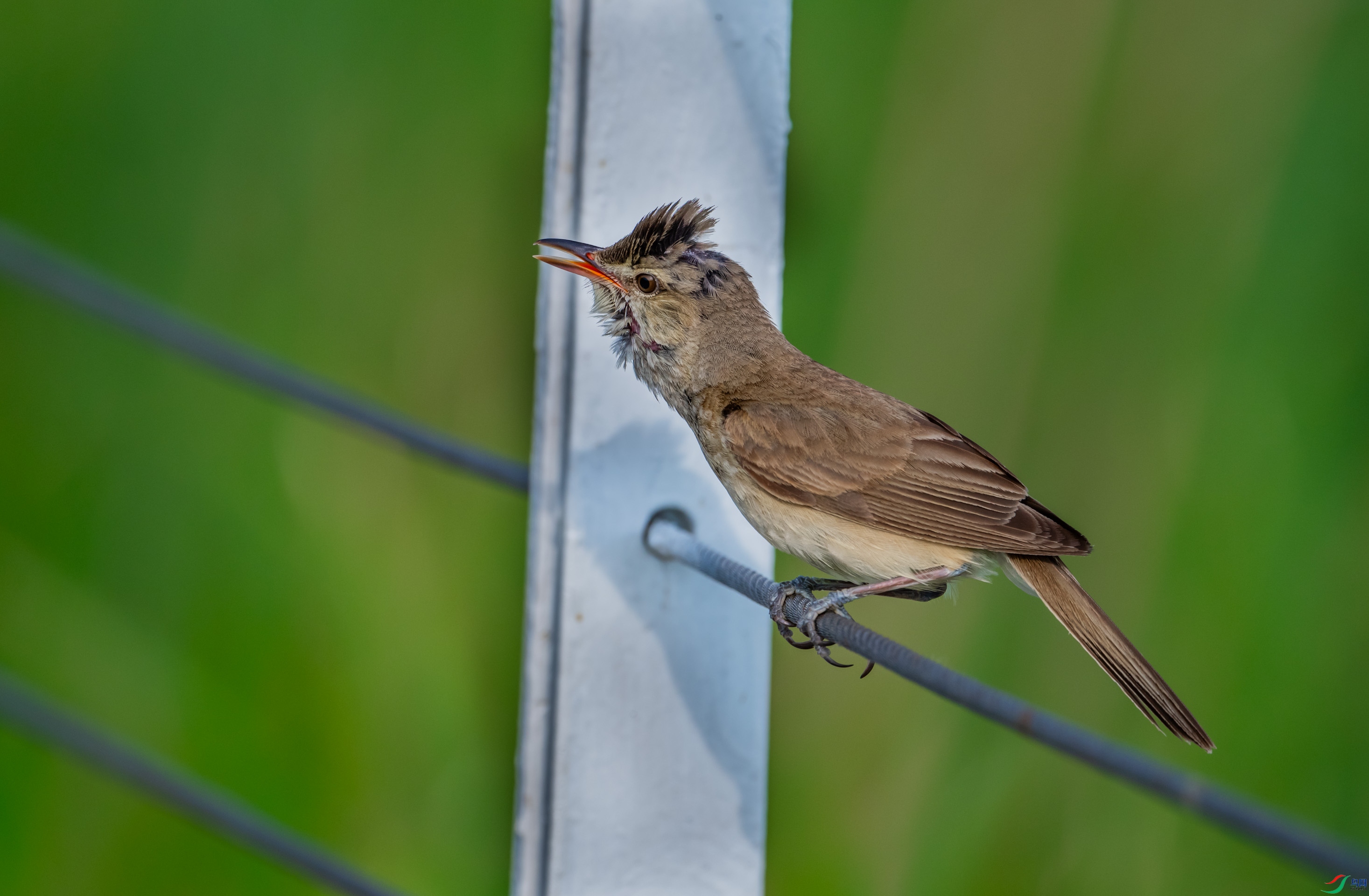 ������έݺ