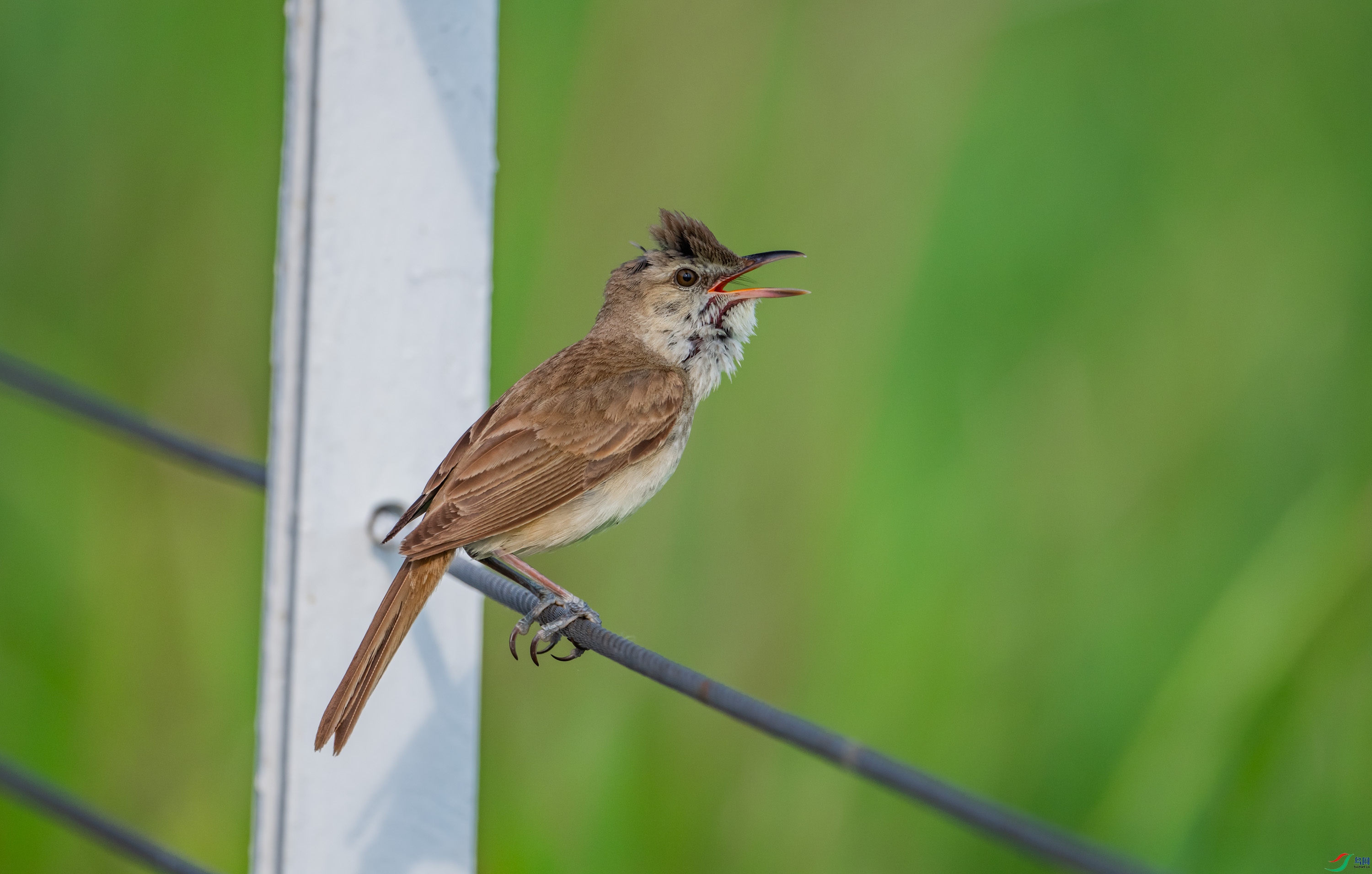 ������έݺ