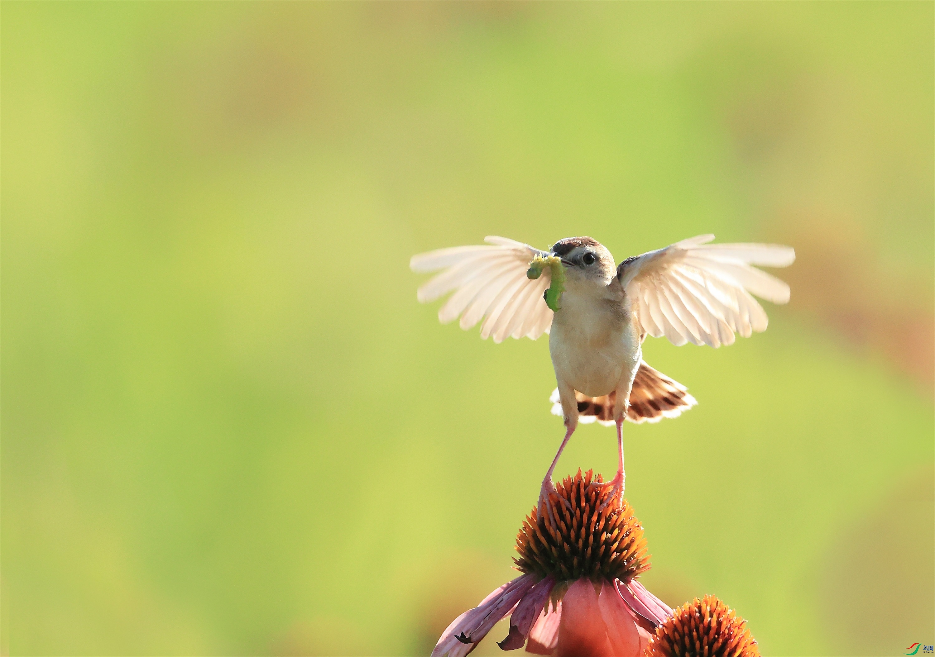 1 - ���� (3).JPG