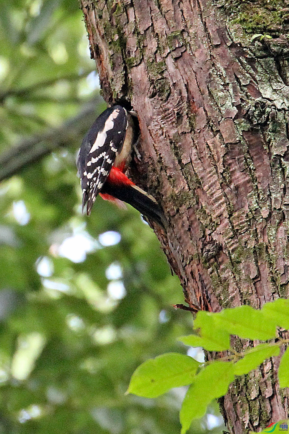 IMG_1377.JPG