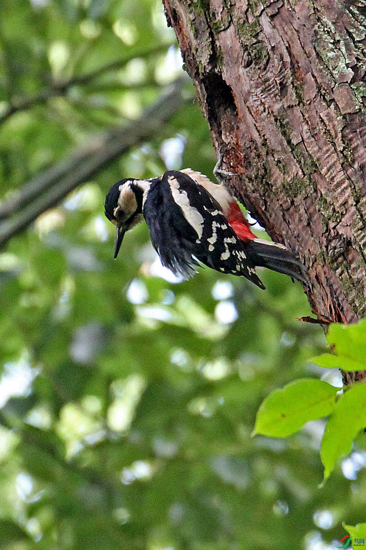 IMG_1379.JPG