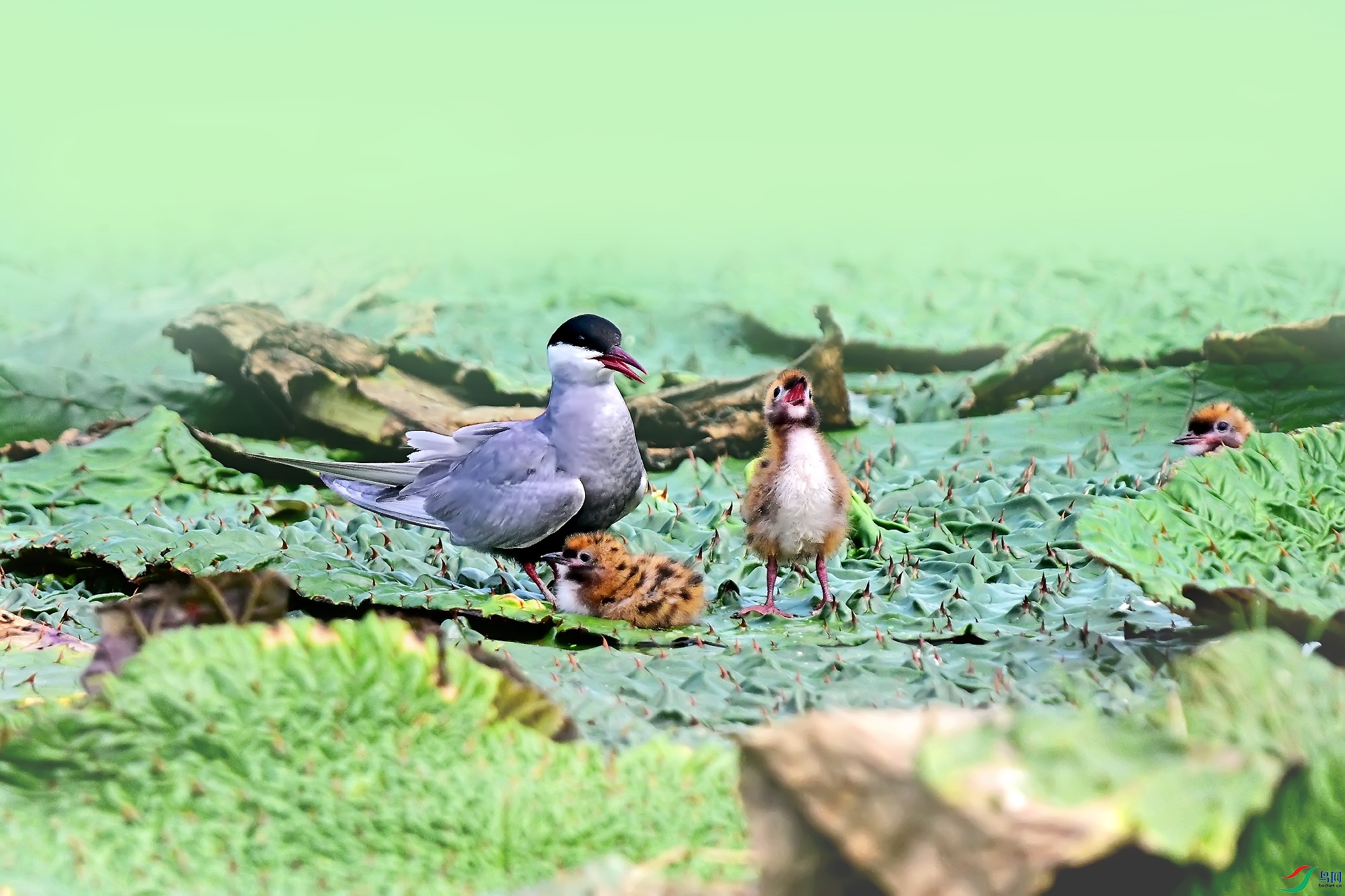 DSC_0772.jpg