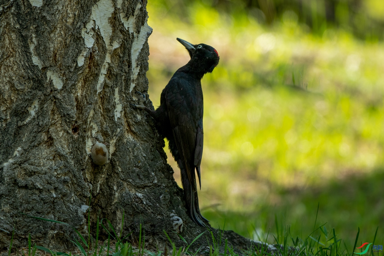 DSC_7699.jpg