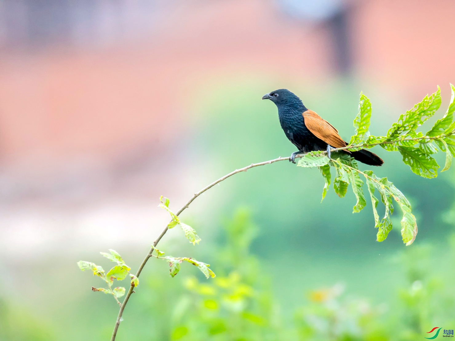 _TAO0039.jpg