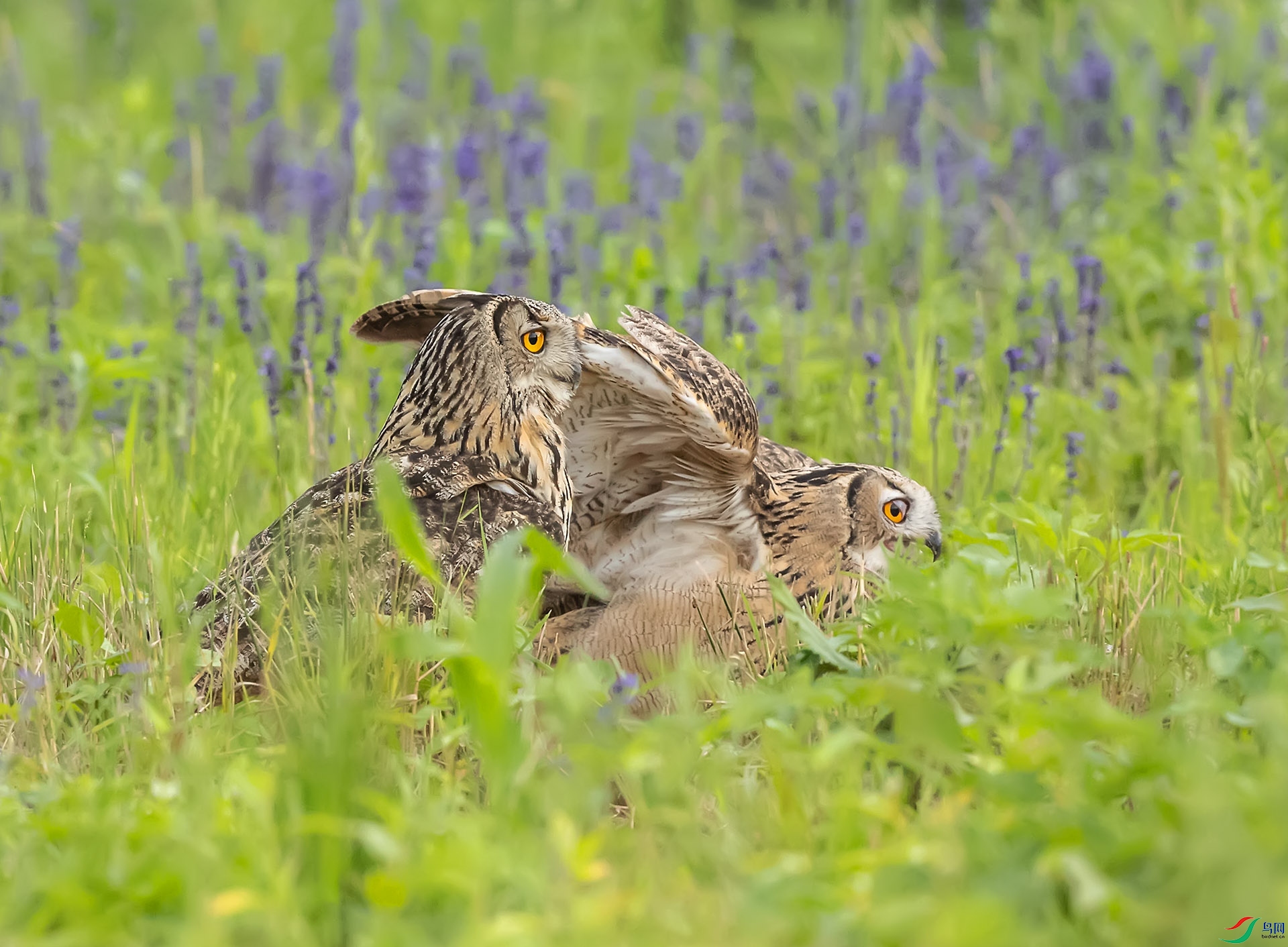 019A9043 ����.jpg