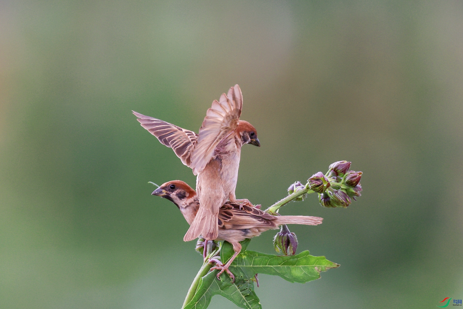 1M6A6639 ����_����.jpg