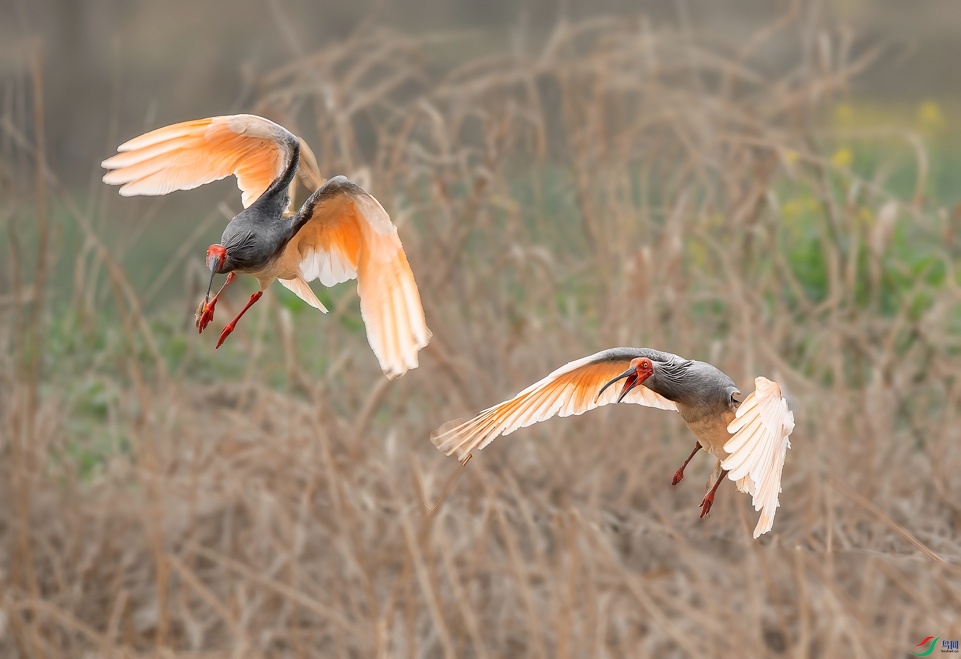 DSC_0710 ����_����.jpg