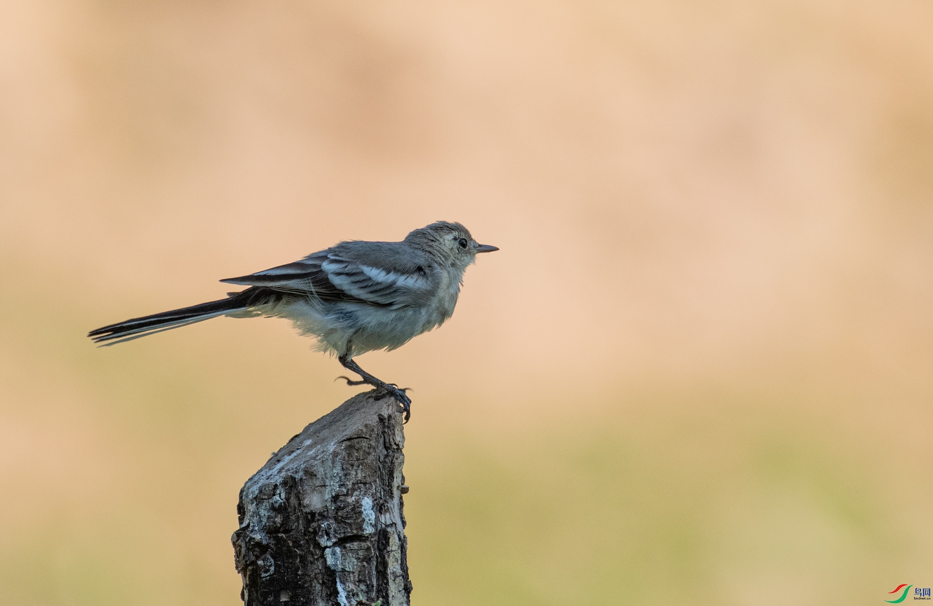 DSC_1114.jpg