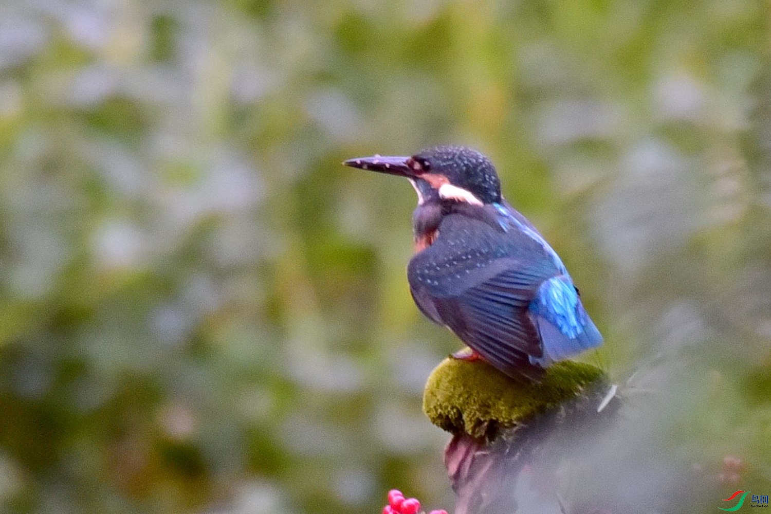 DSC_2758.JPG