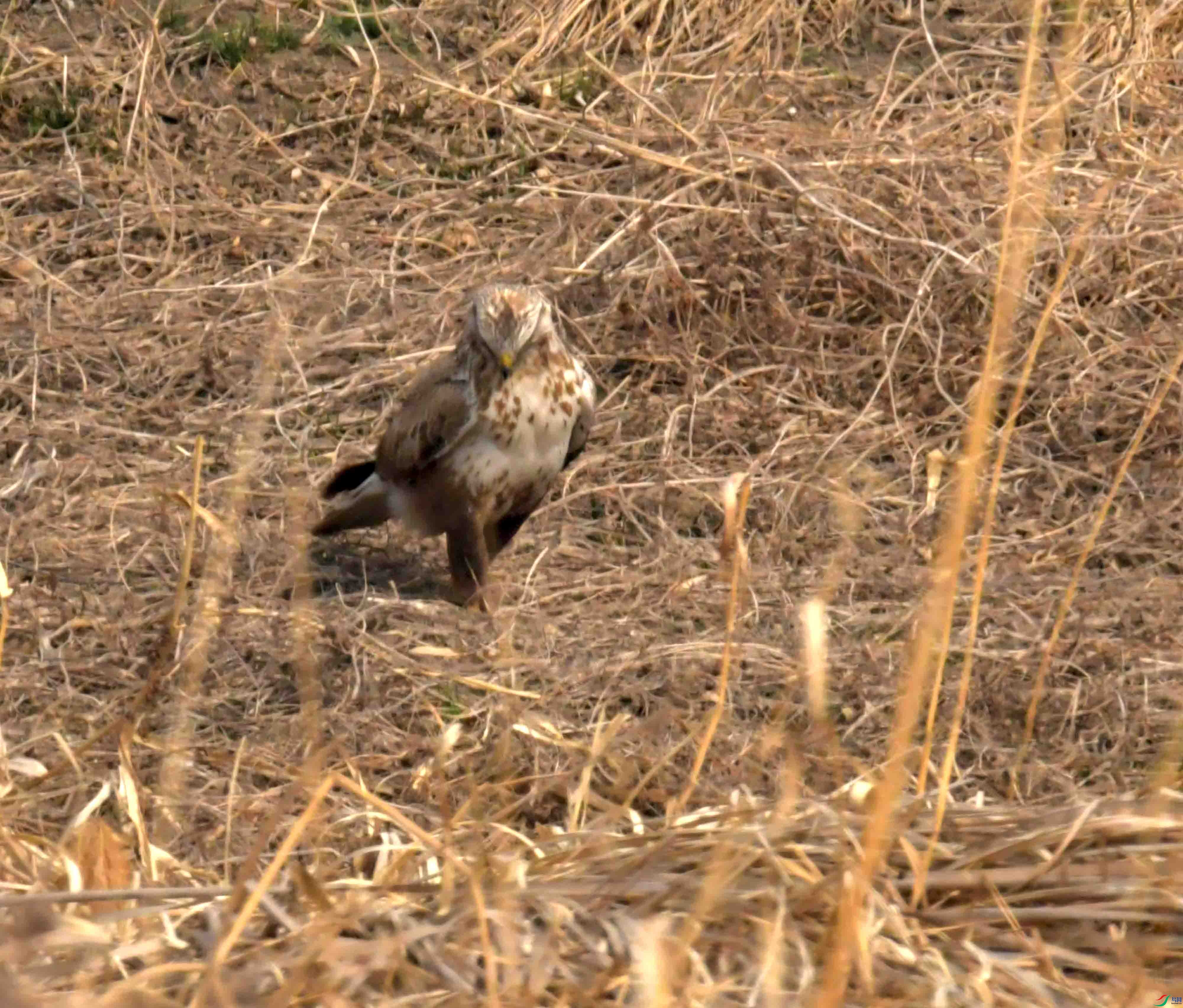 DSC_2271.JPG