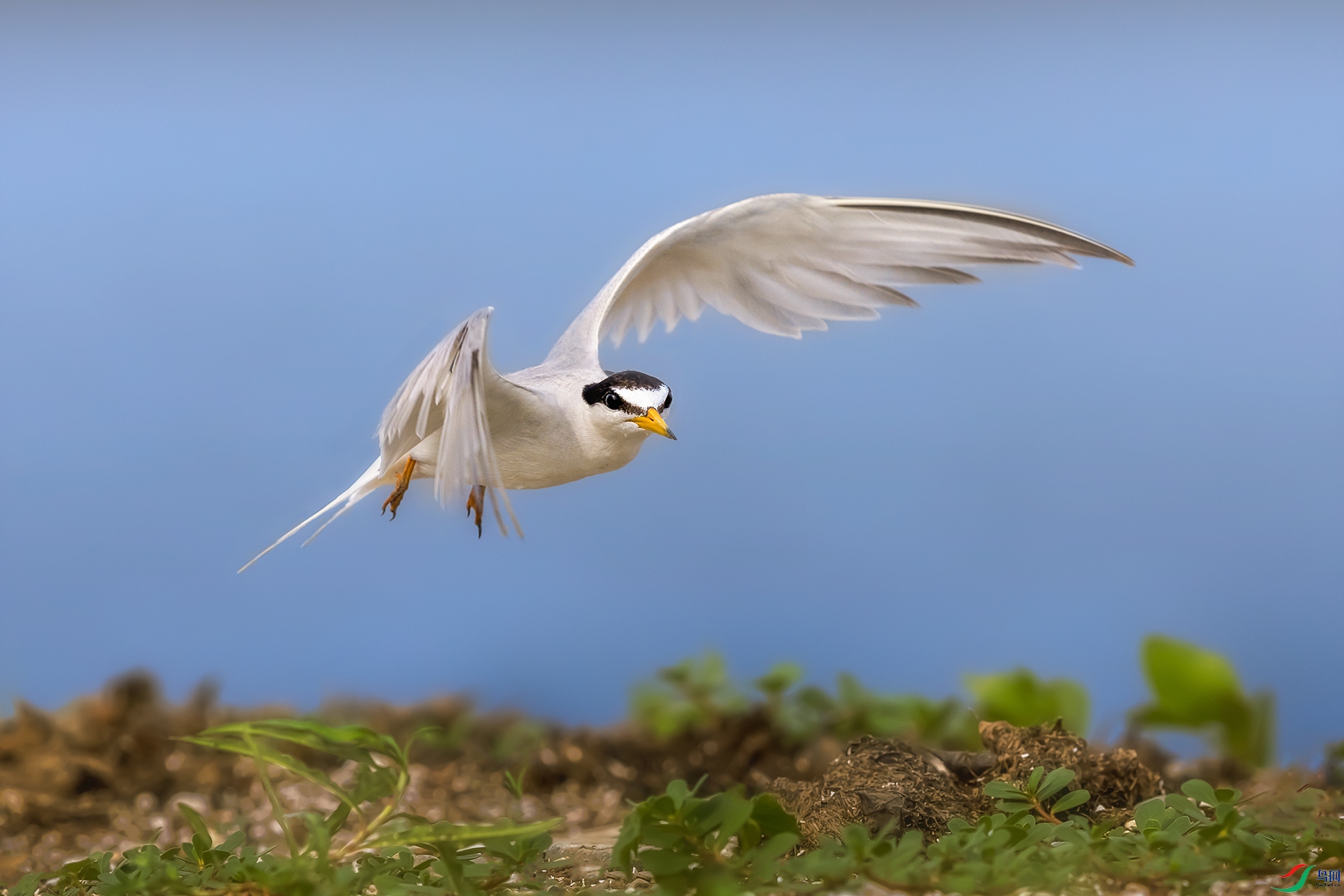 �׶���Ÿ----��ɹ���