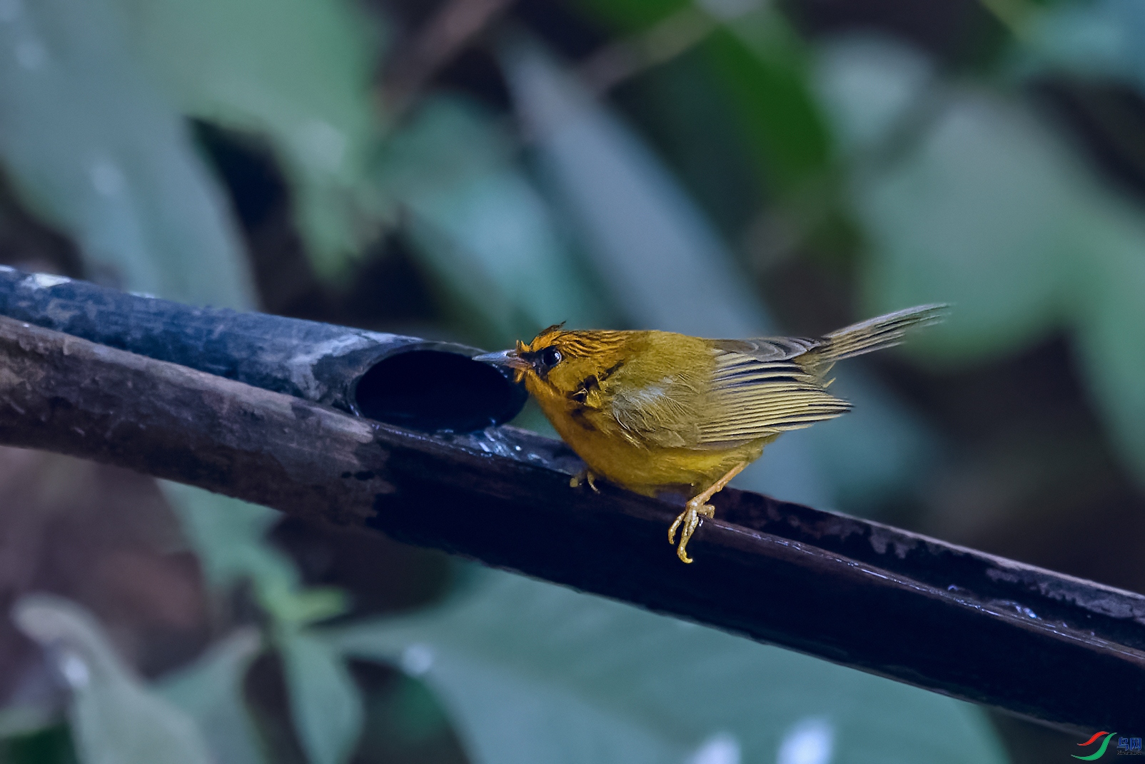 3DSC_7659_DxOa.jpg