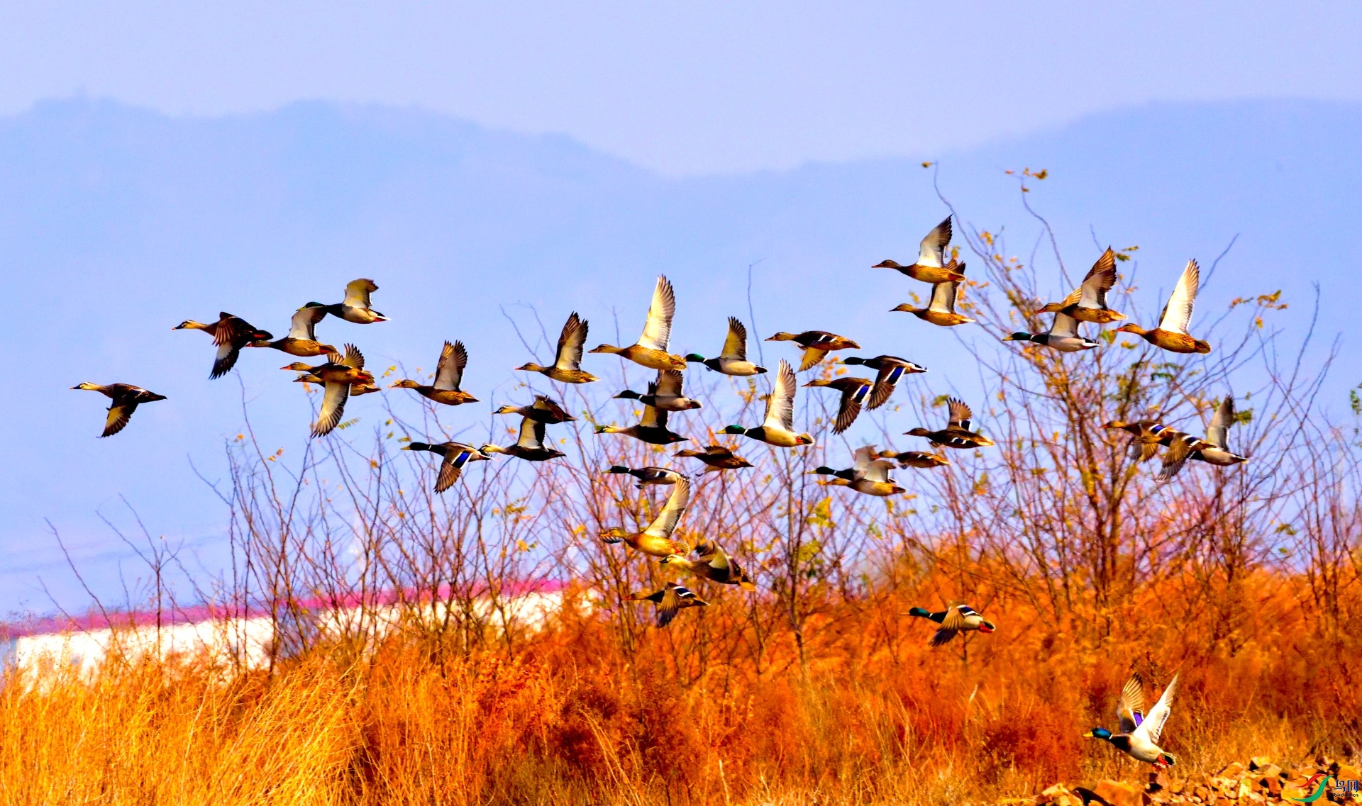 DSC_8388-2020-11-29Y.JPG