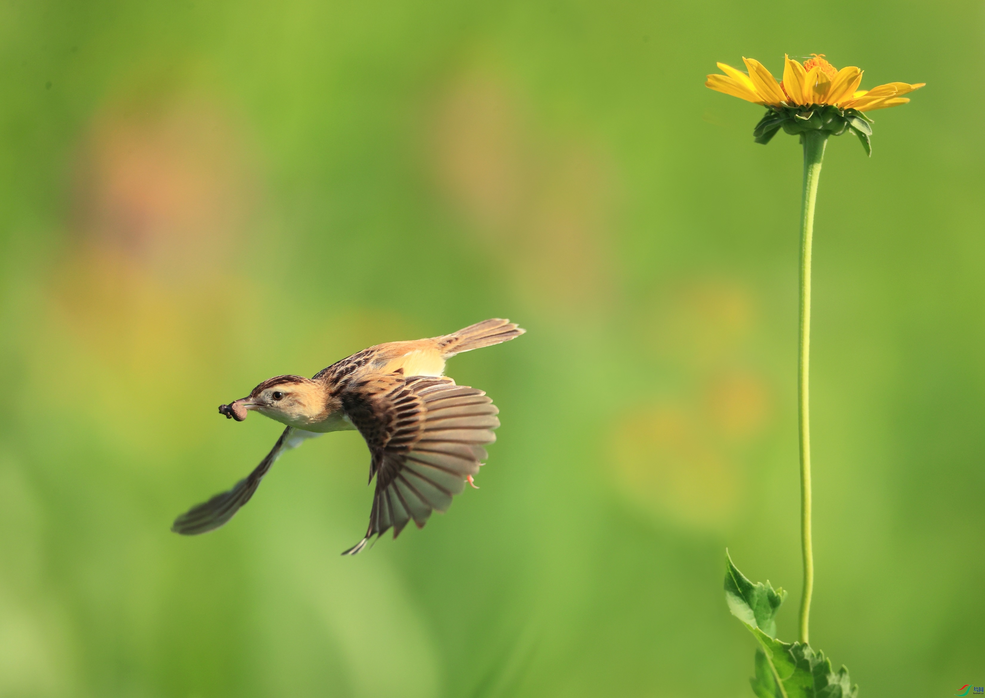 111 - ����.jpg