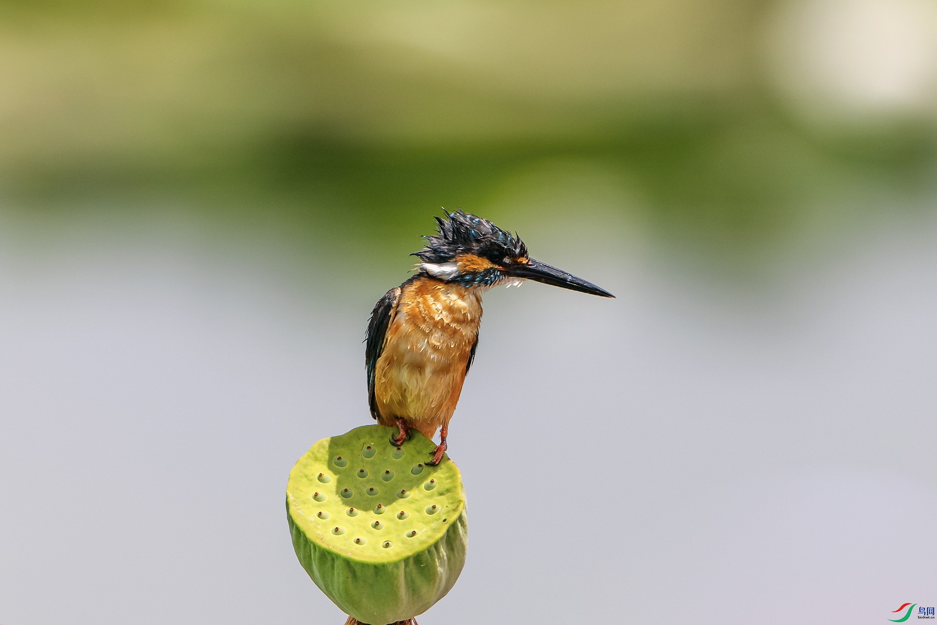 ��_AUU2779����ͨ��С(22.7.27)-1.jpg