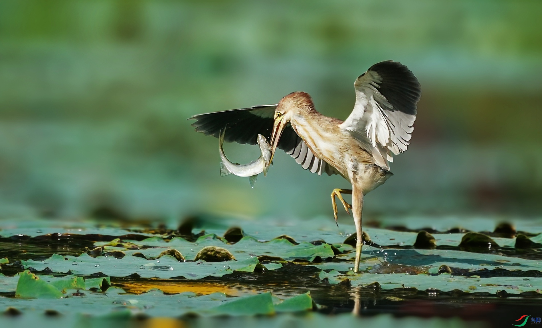 DSC04068a_����.jpg