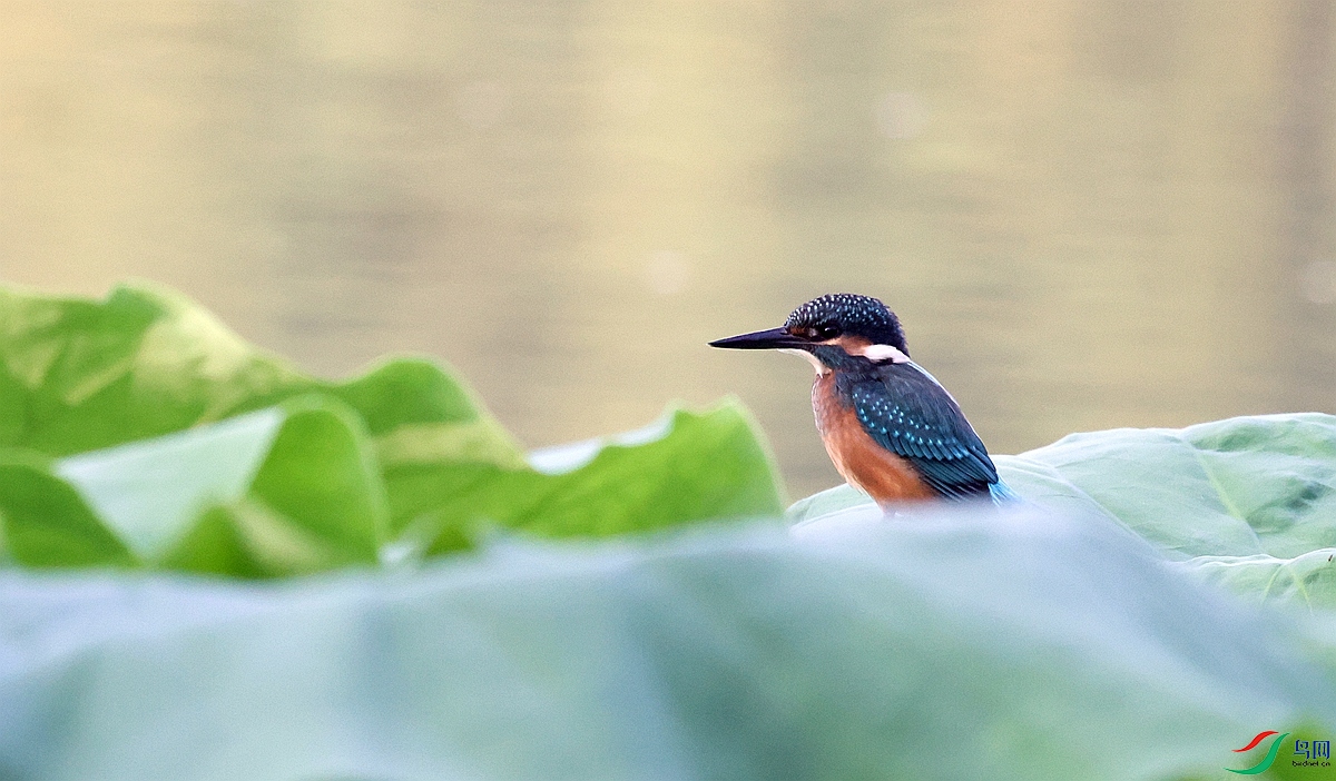 1P3A6825.JPG