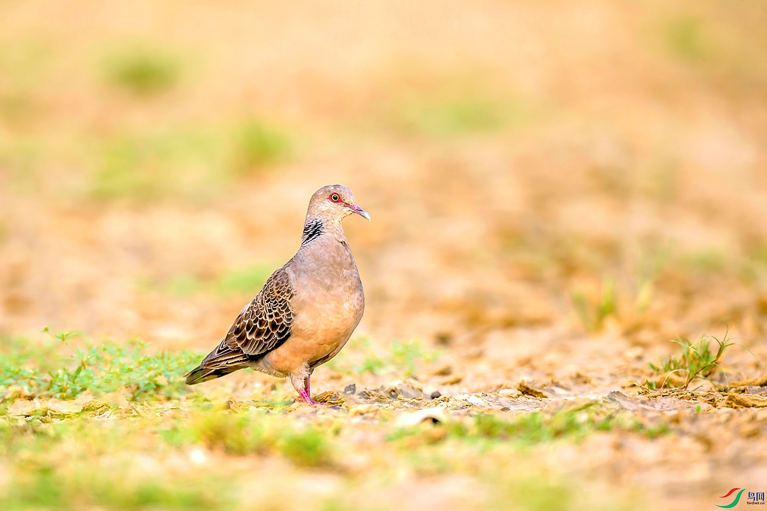 _TAO6435.jpg