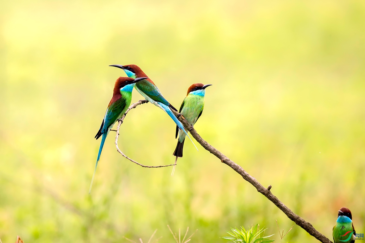_TAO7310.jpg