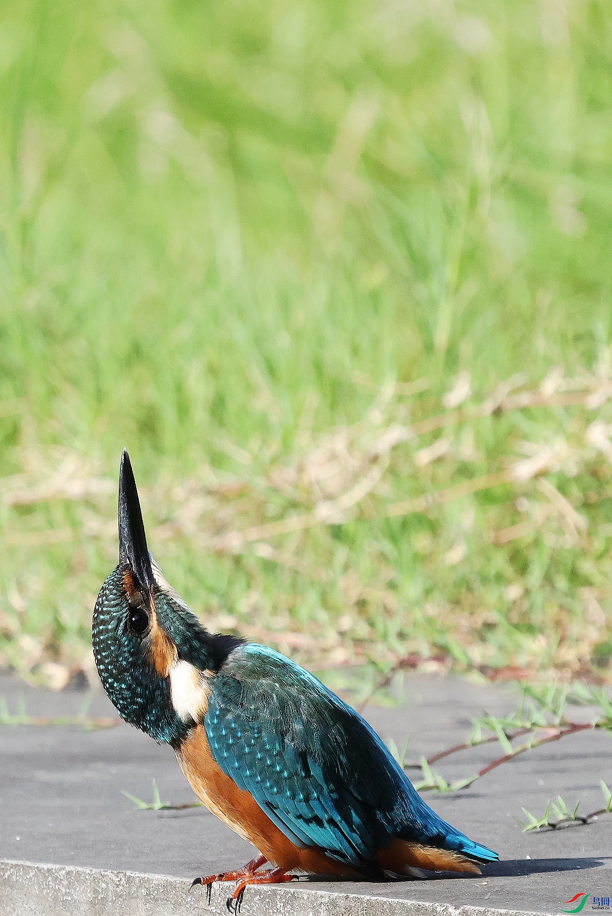 1P3A7350.JPG