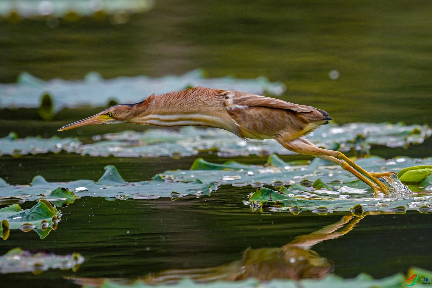 DSC_6515.jpg