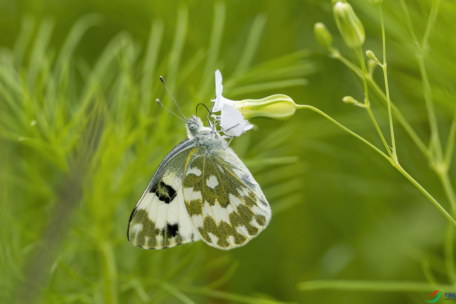 P6151090-�Ʒ۵�.jpg