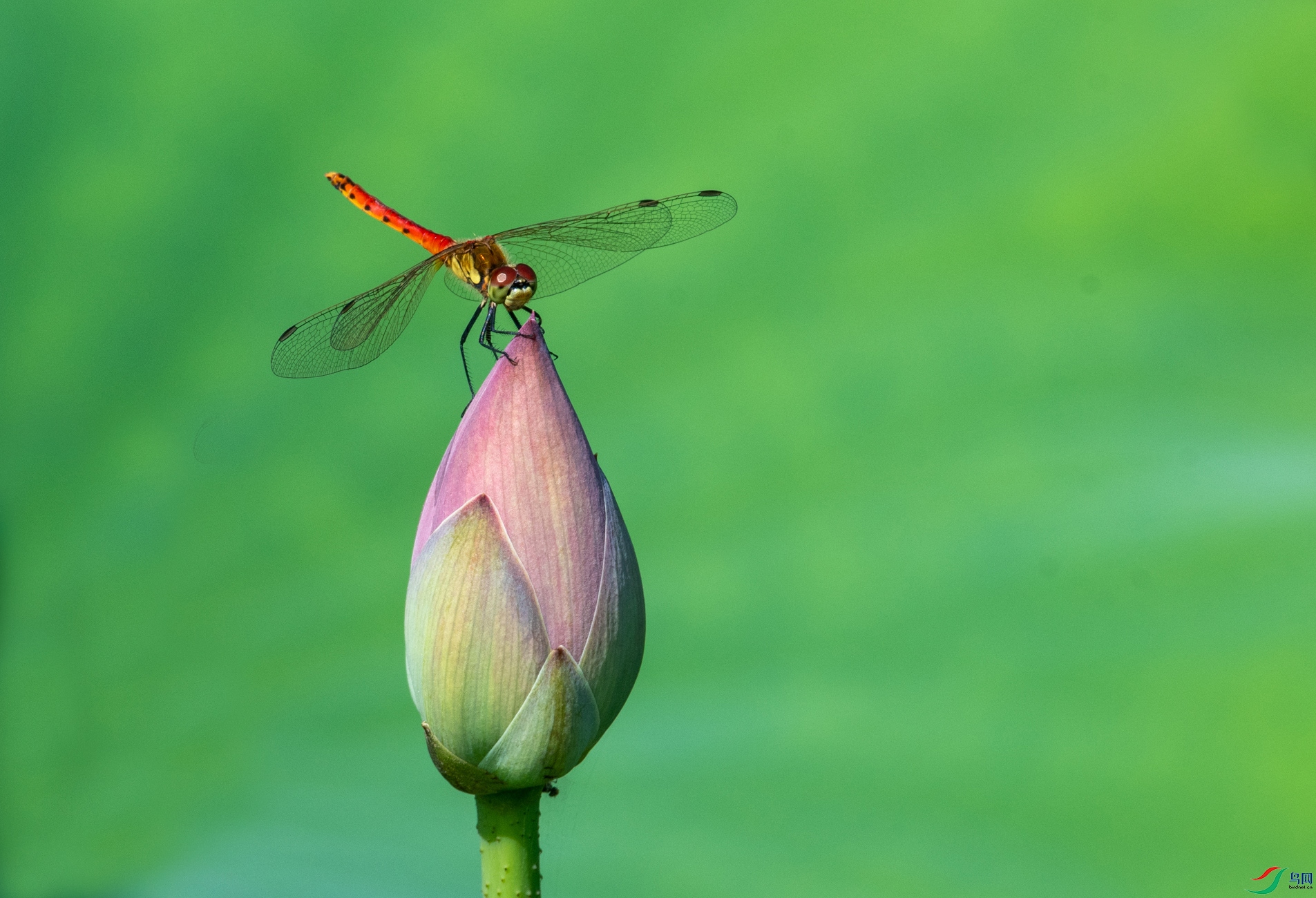 DSC_1043 ����.jpg