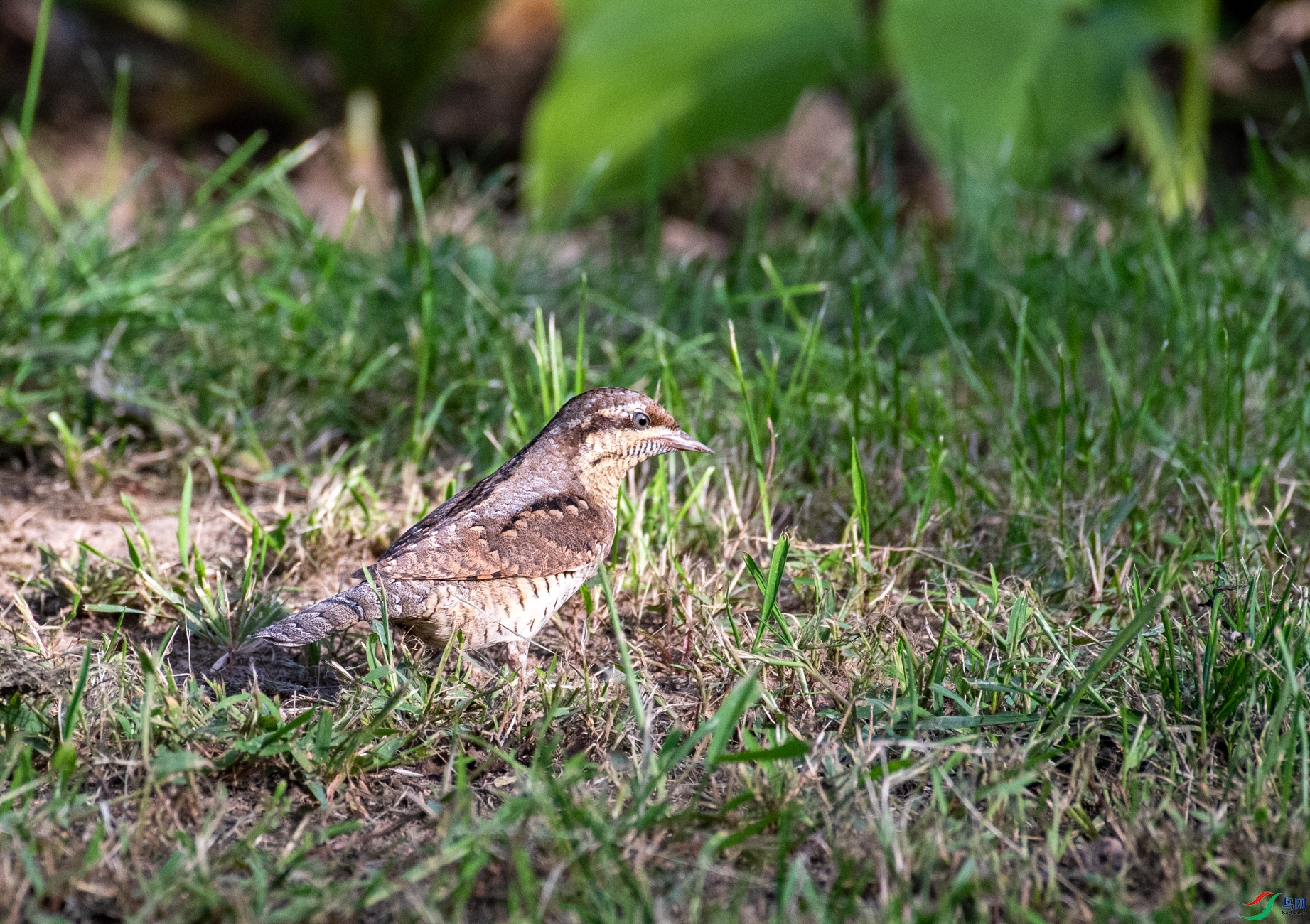 DSC_5489.jpg