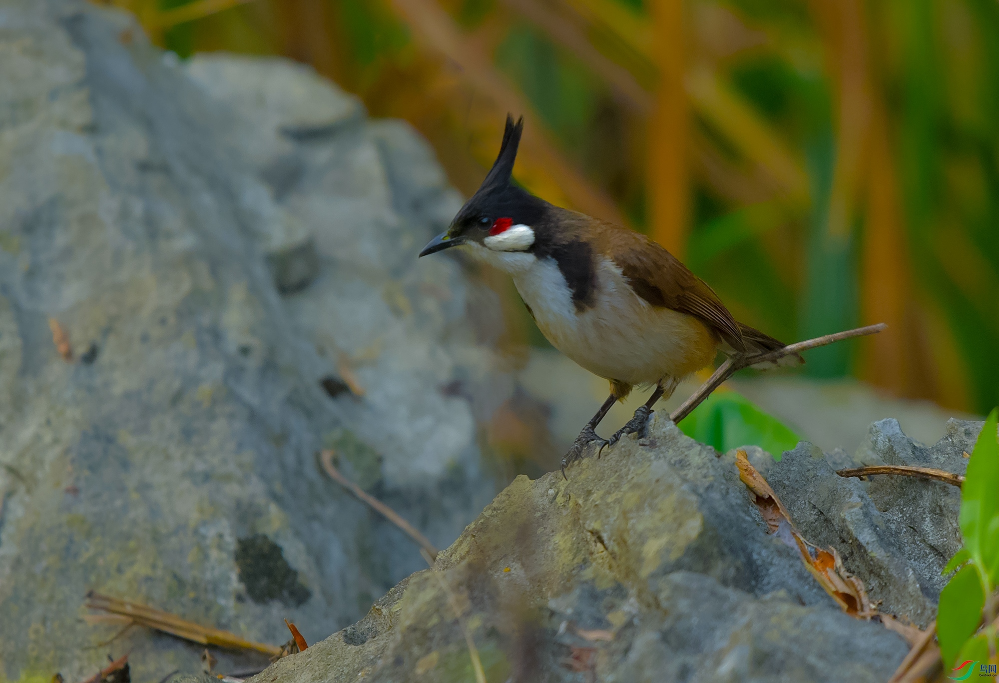 DSC_0474.JPG
