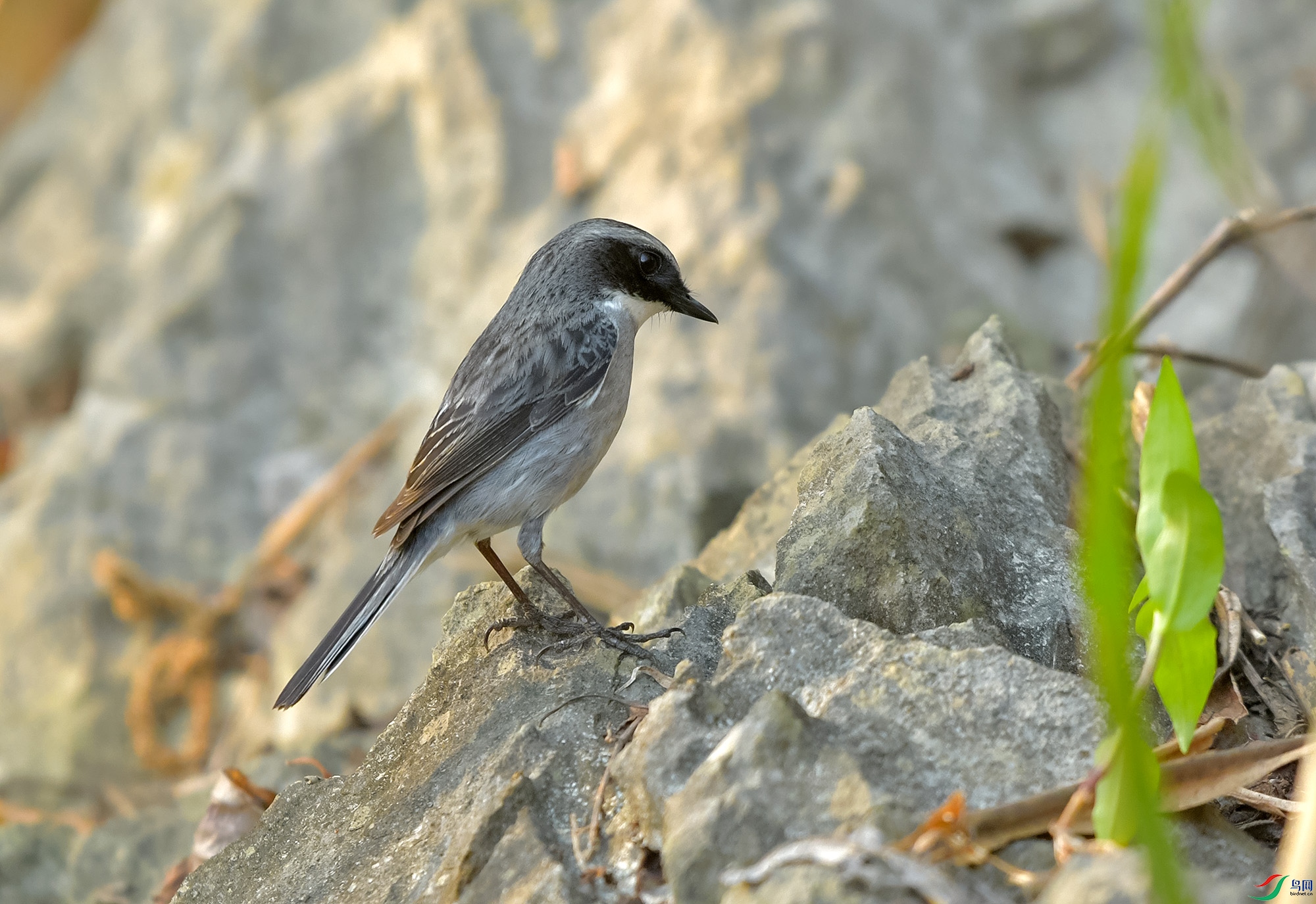DSC_0576.JPG