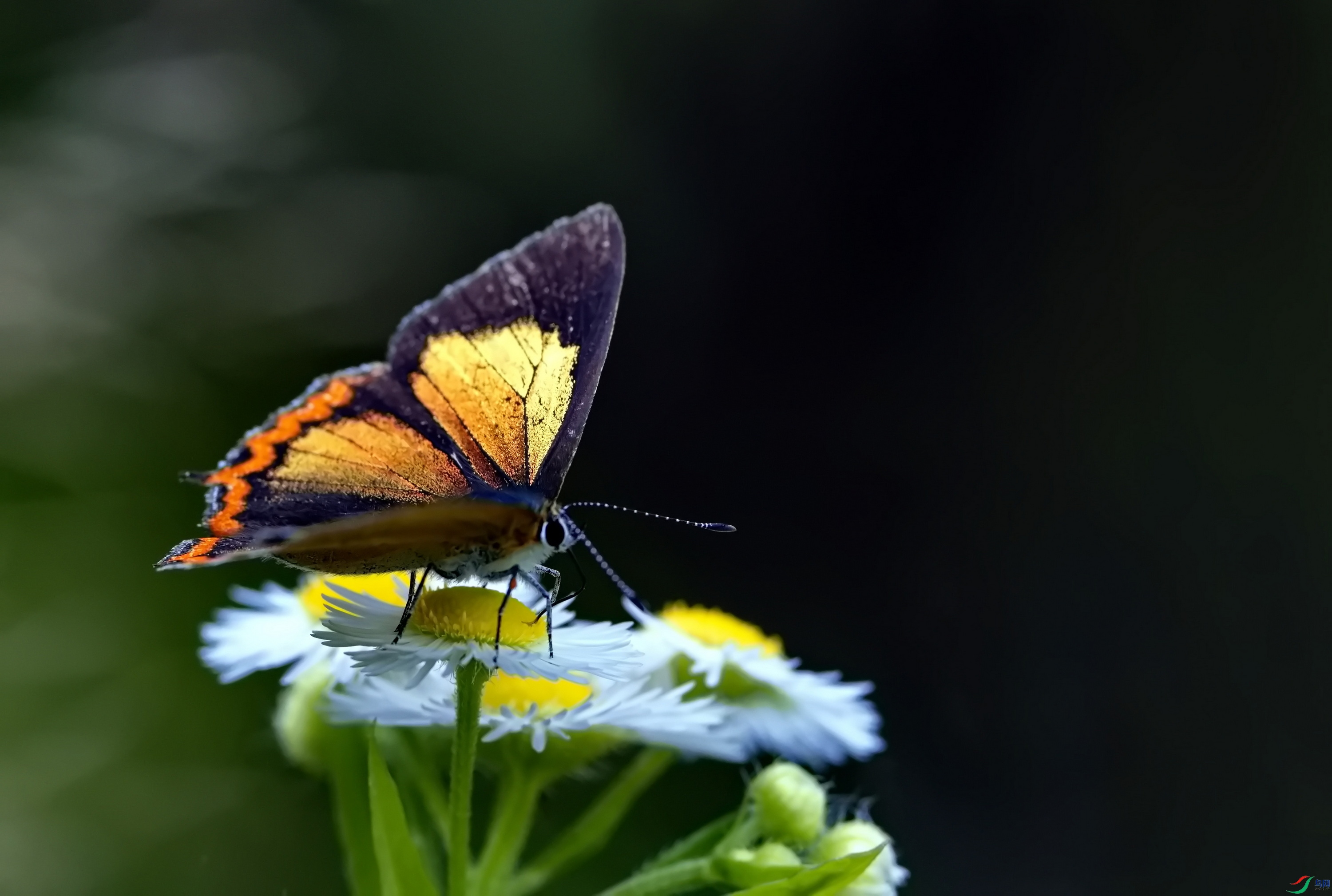 ��ͭ�ʻҵ� (465)-1.jpg
