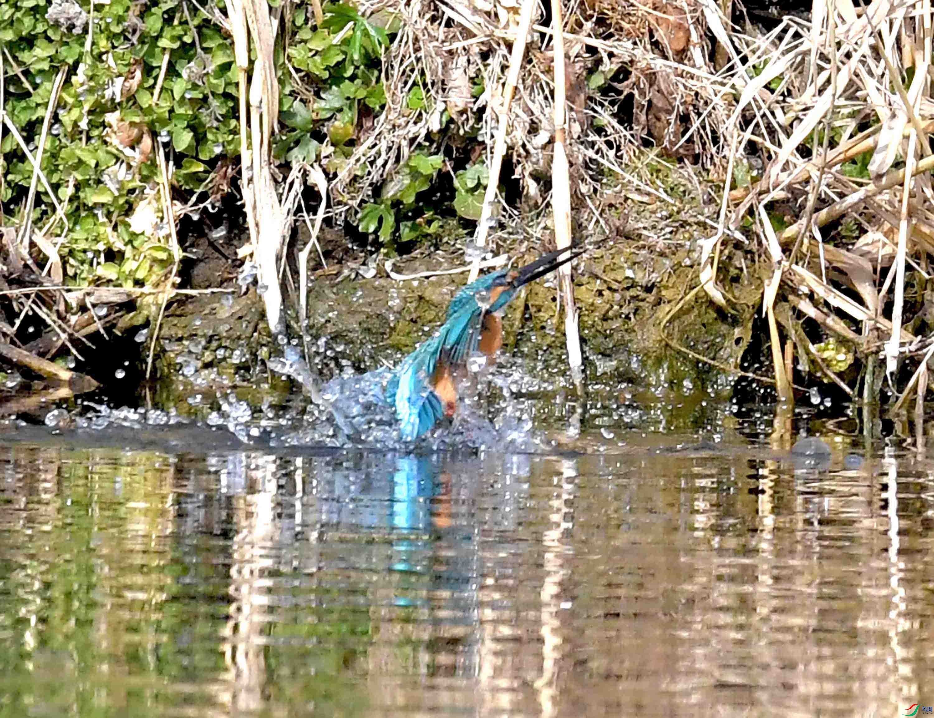 DSC_2718.JPG