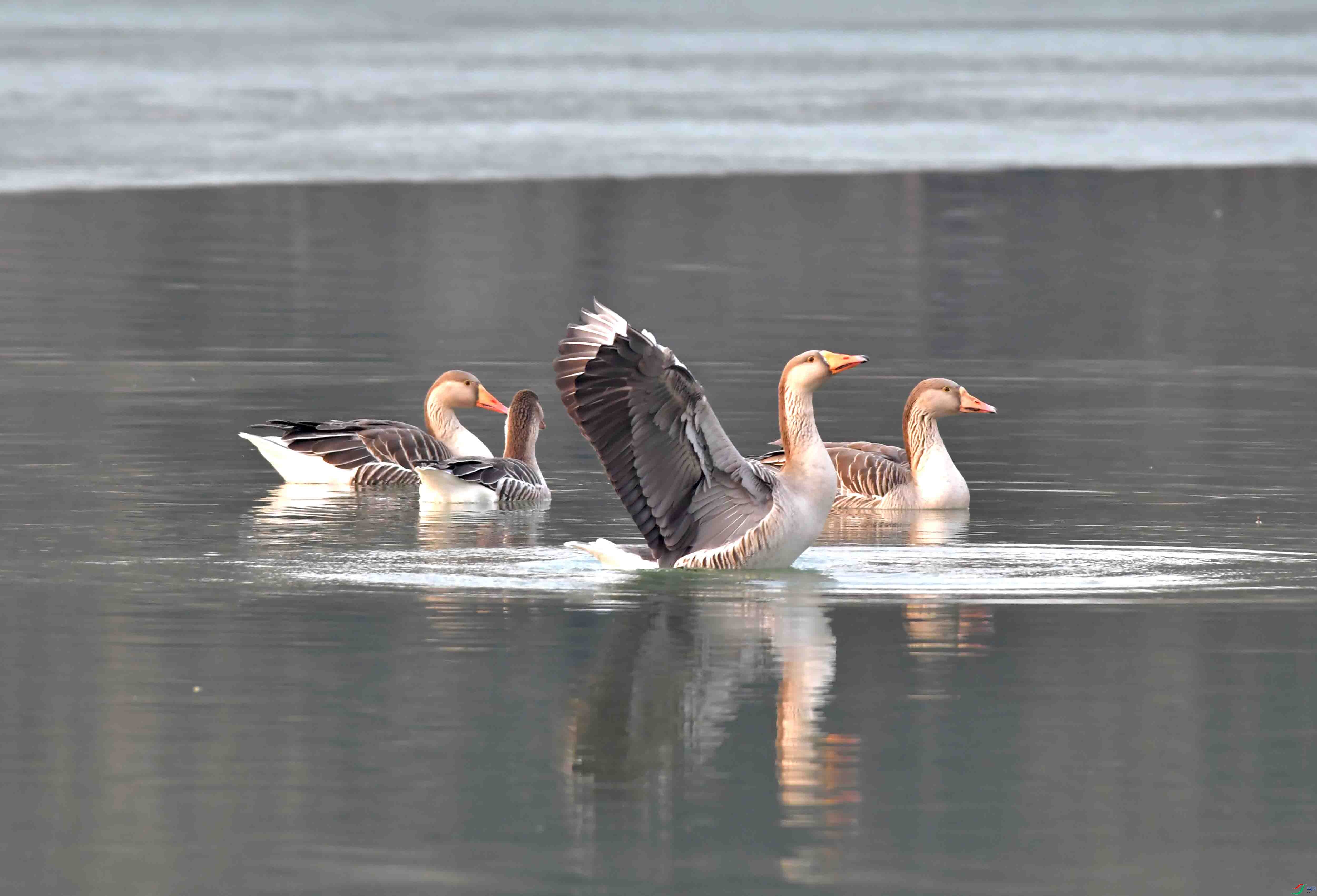 Copy2_DSC_6289.JPG