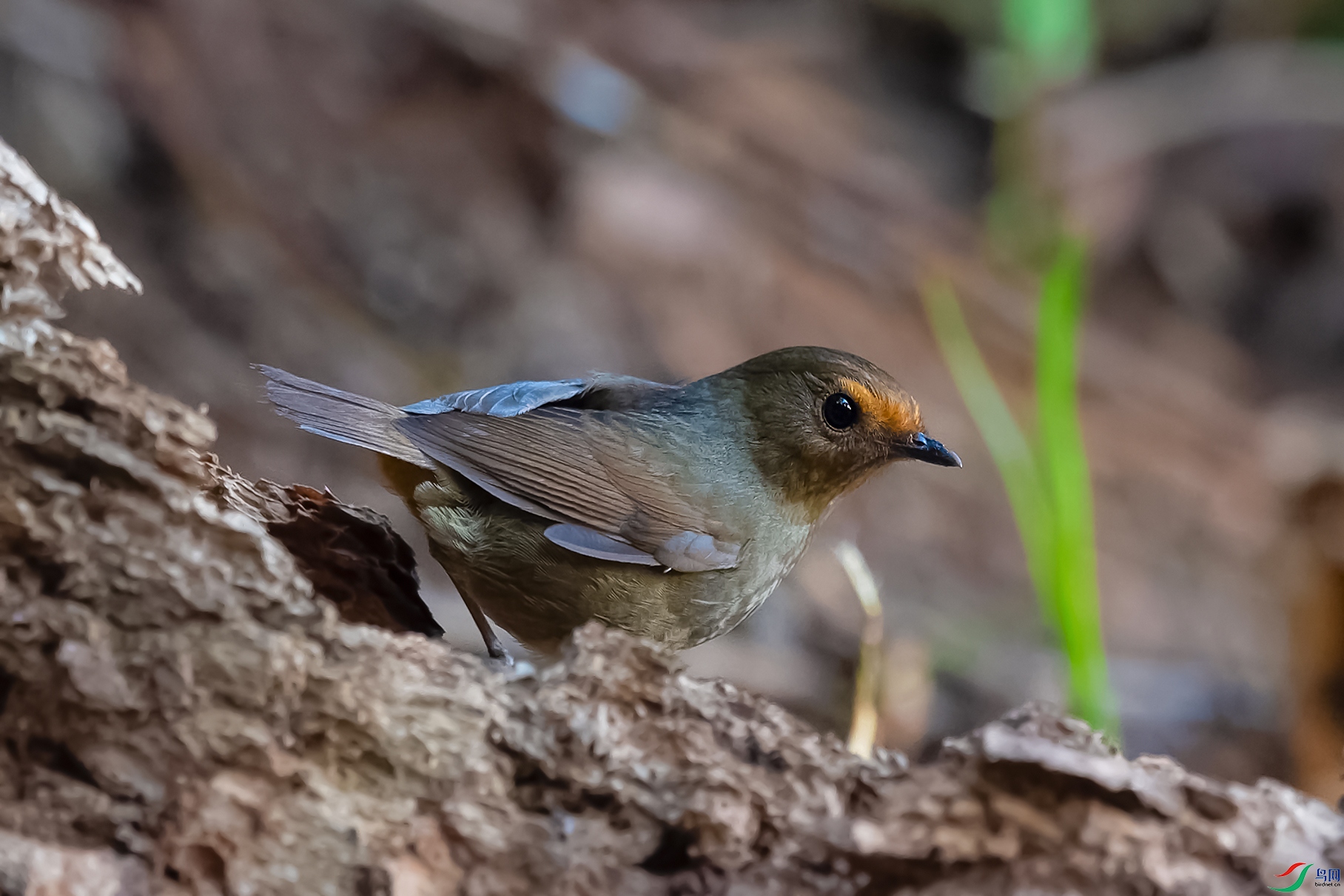 3DSC_1759_DxOa.jpg