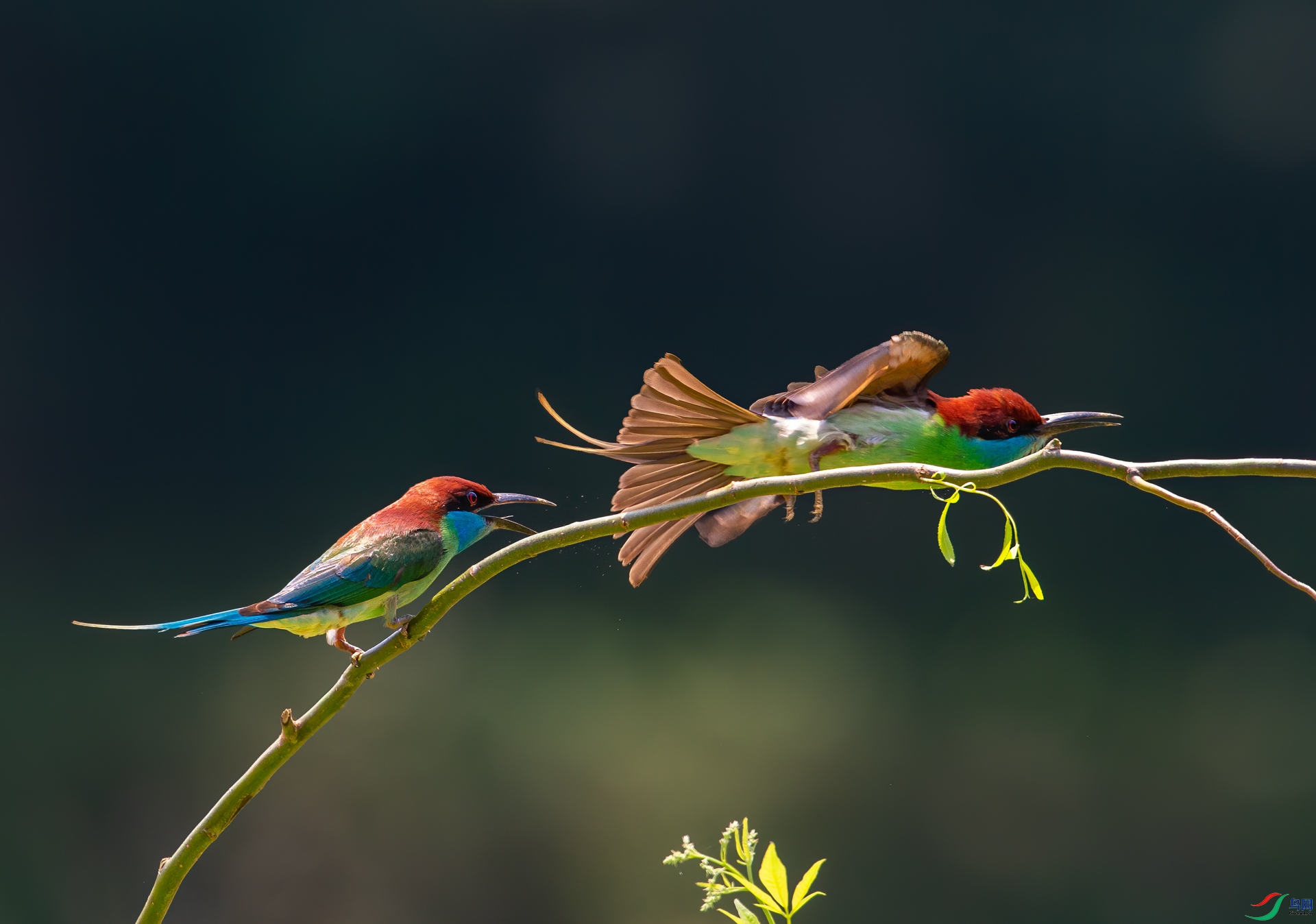 DSC_10492.jpg