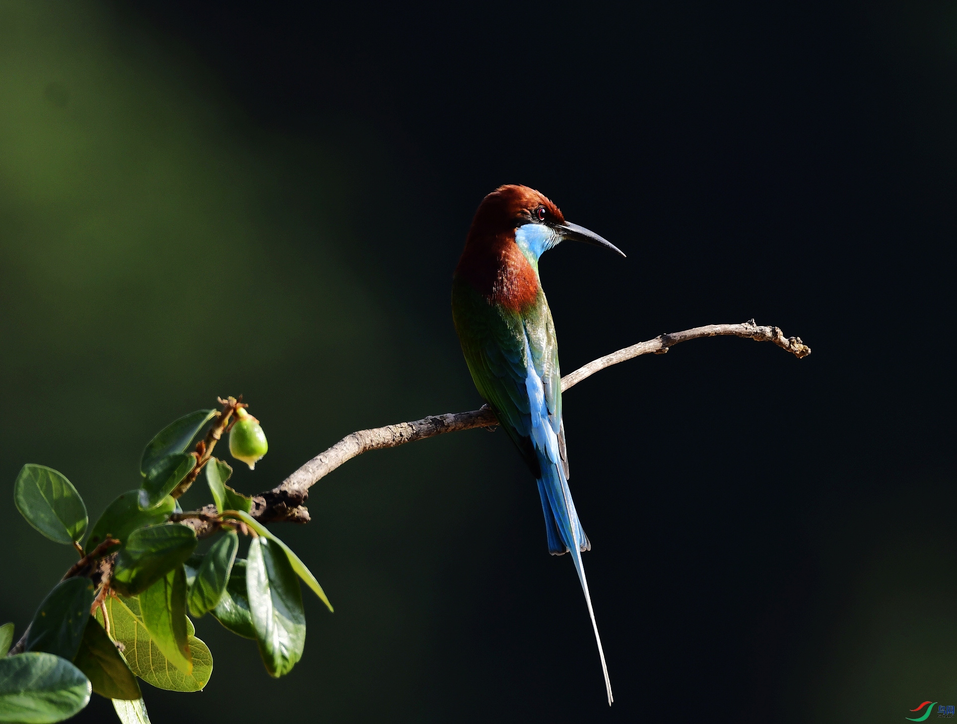 _D5D0783.jpg