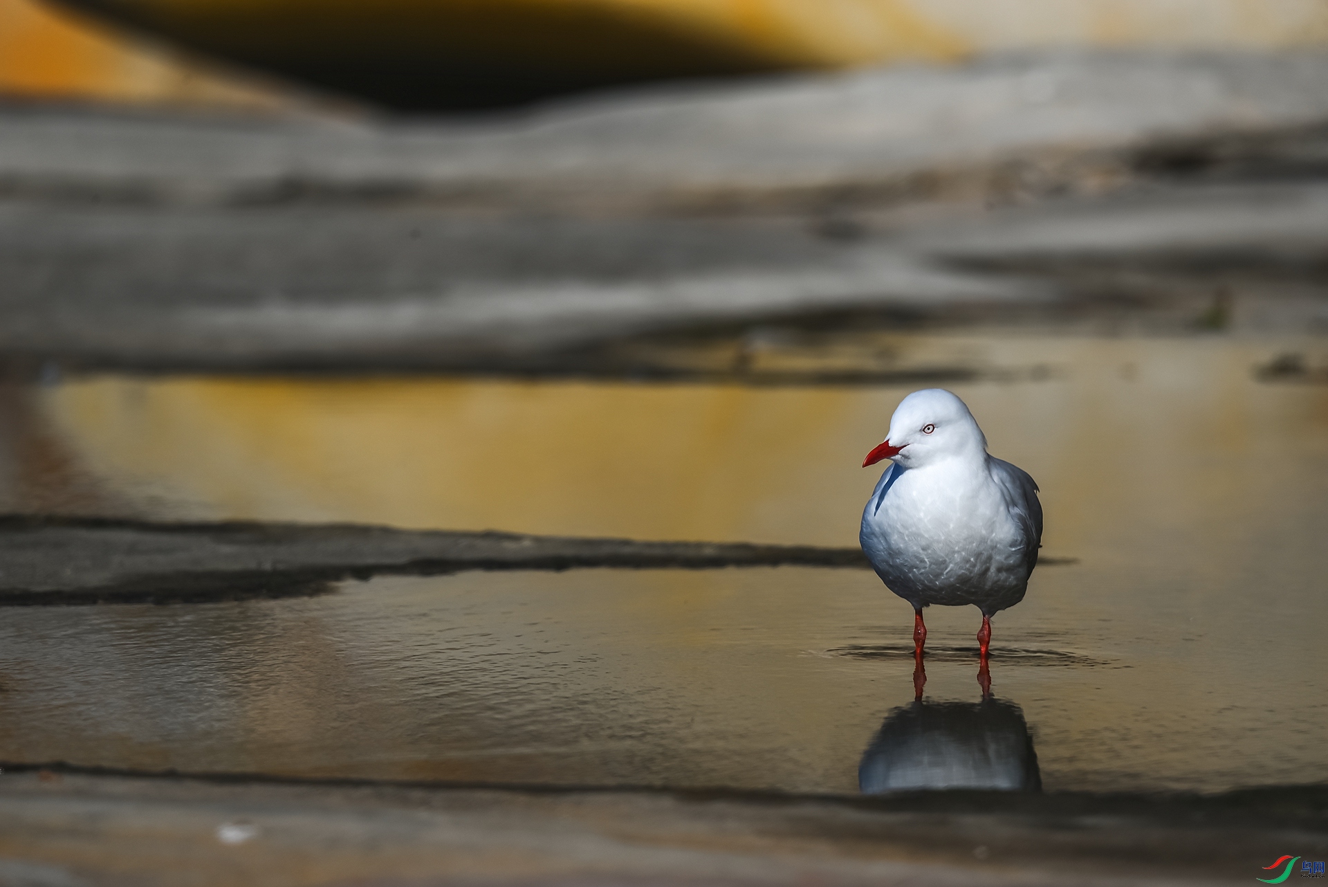 DSC_3975_����.jpg