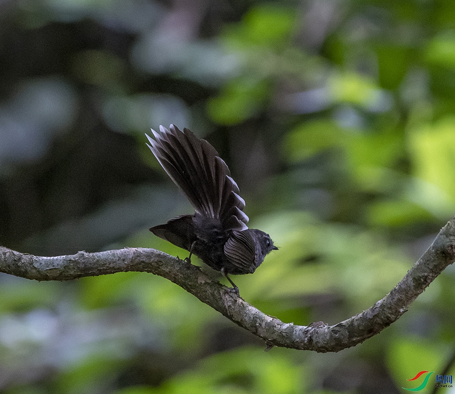 DSC_8374-0.jpg