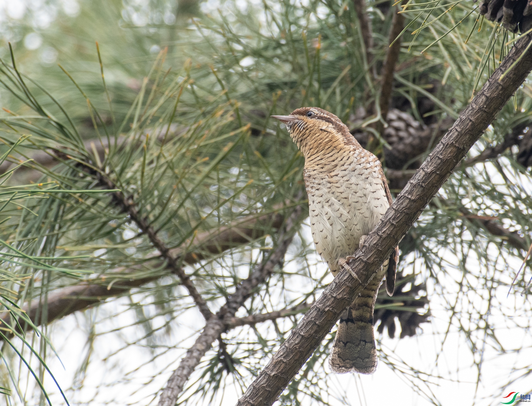 DSC_7203.jpg