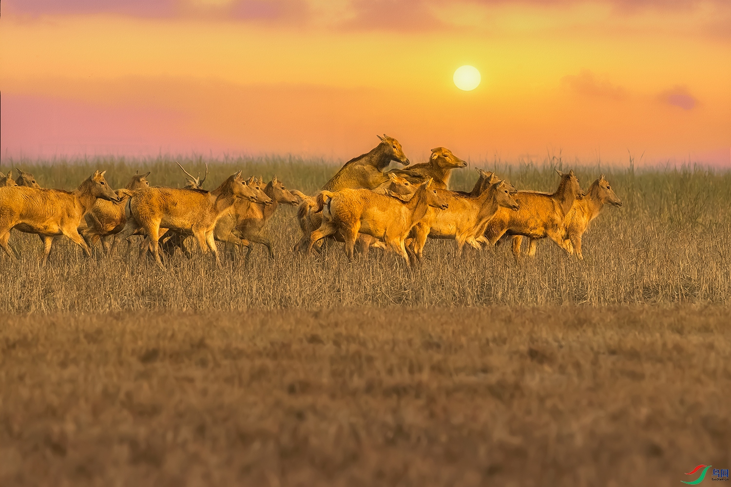 ��¹----��¹��̲