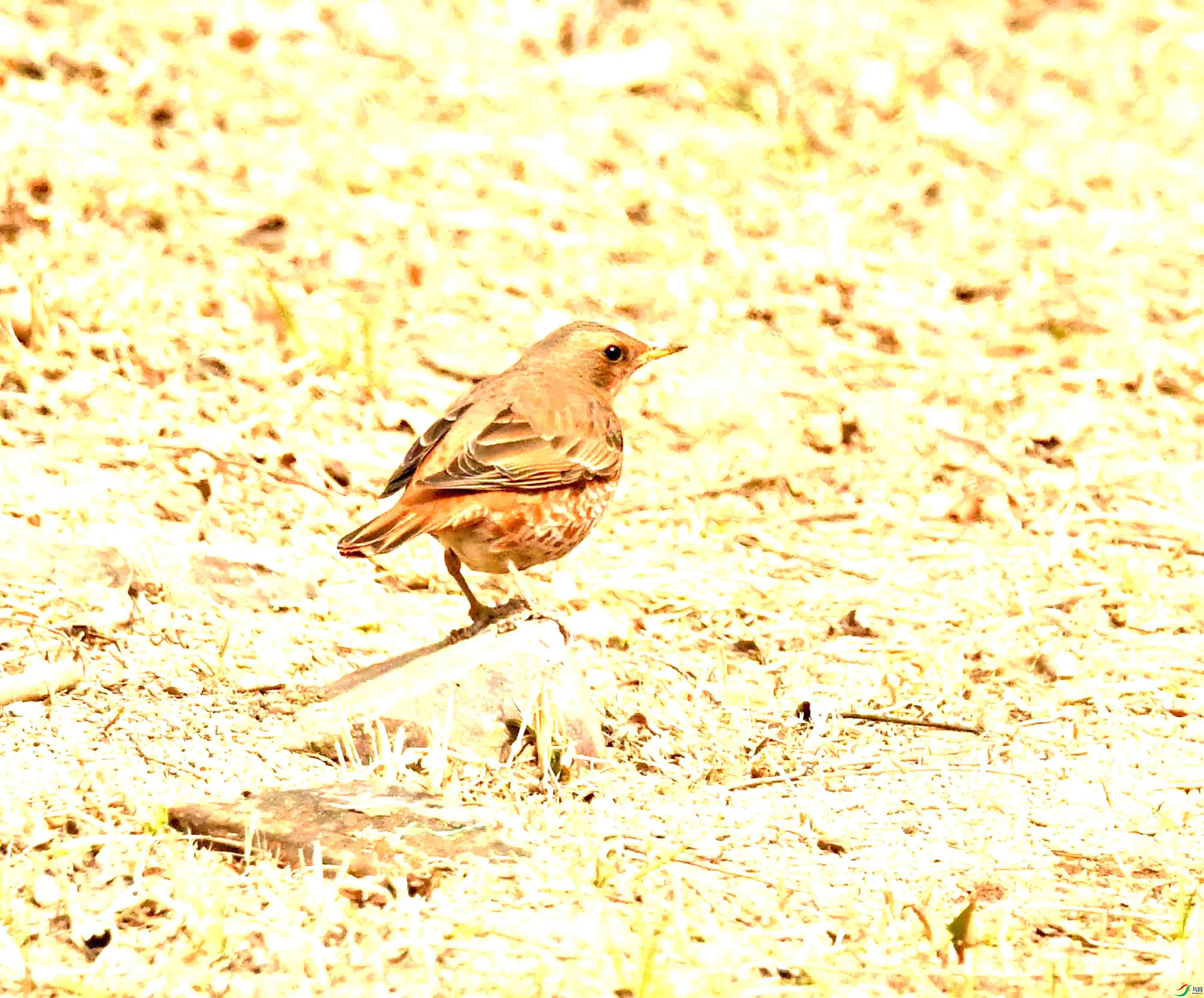 DSC_1177.JPG