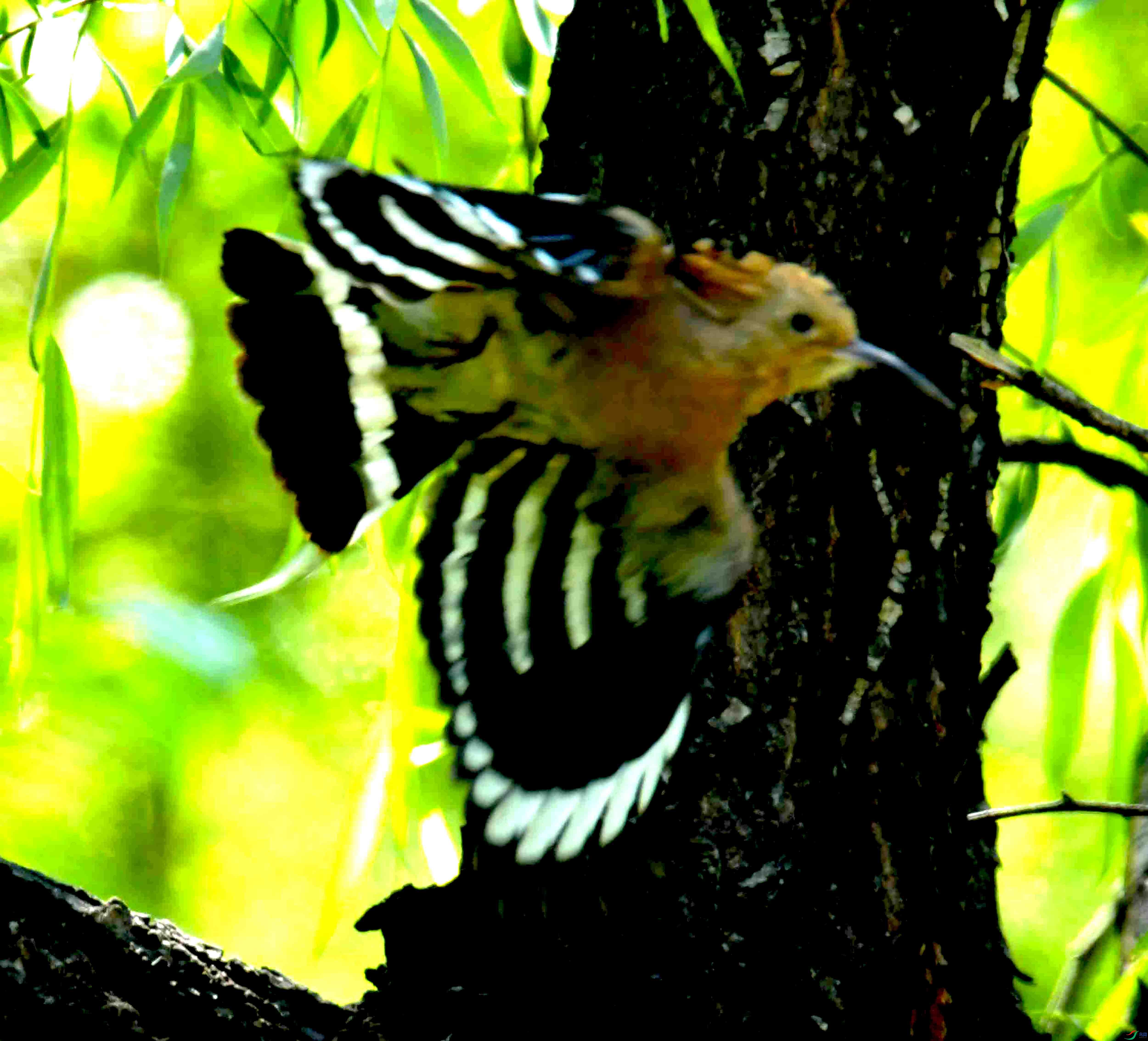 DSC_1524.JPG