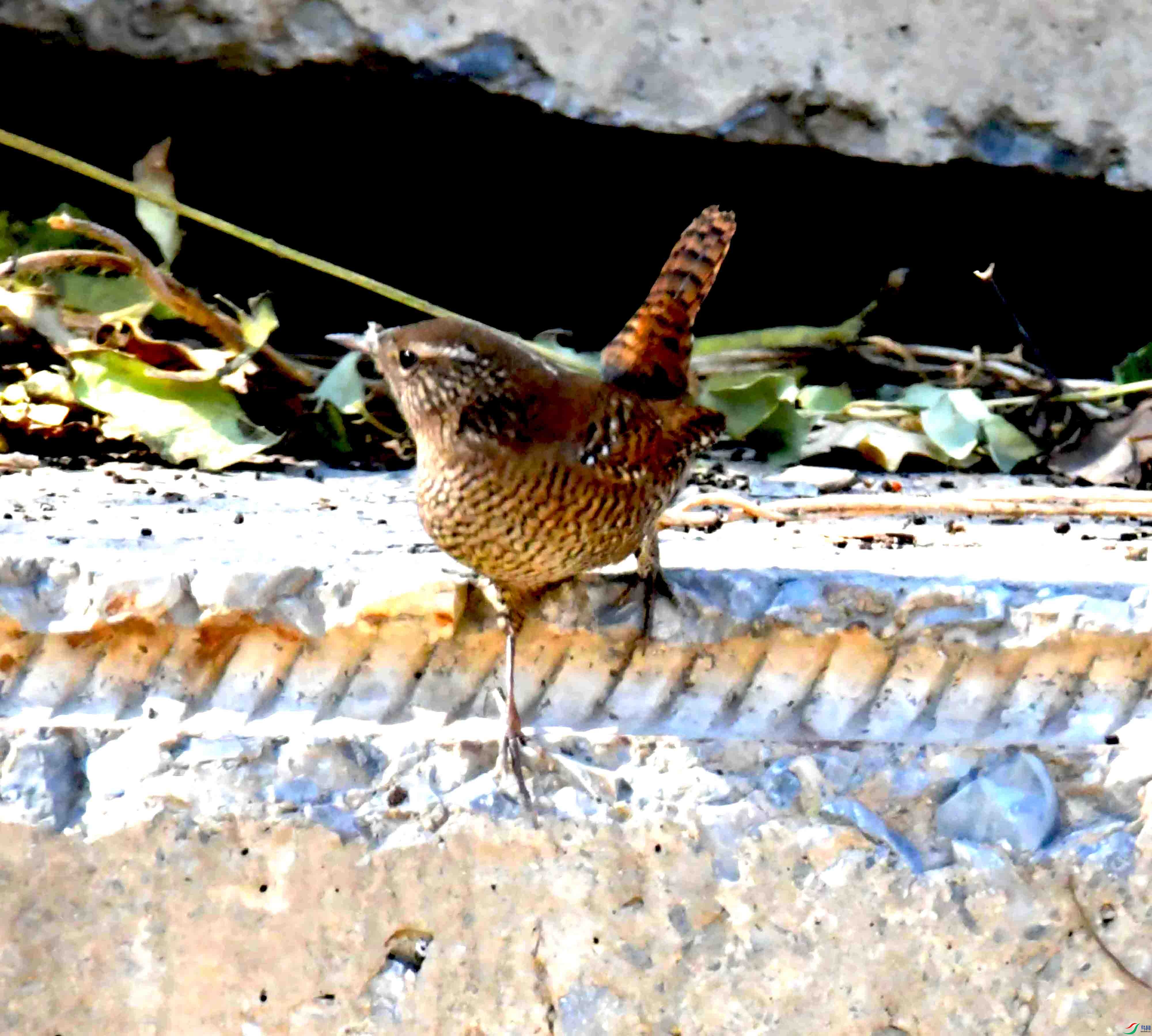 DSC_9510.JPG