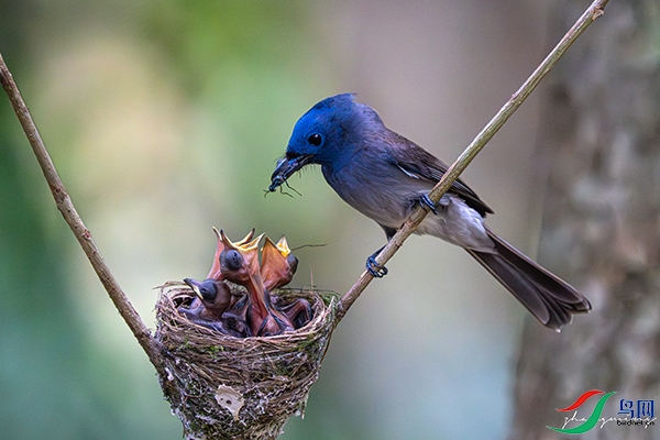 DSC08587-����ǿ-���� ����.jpg