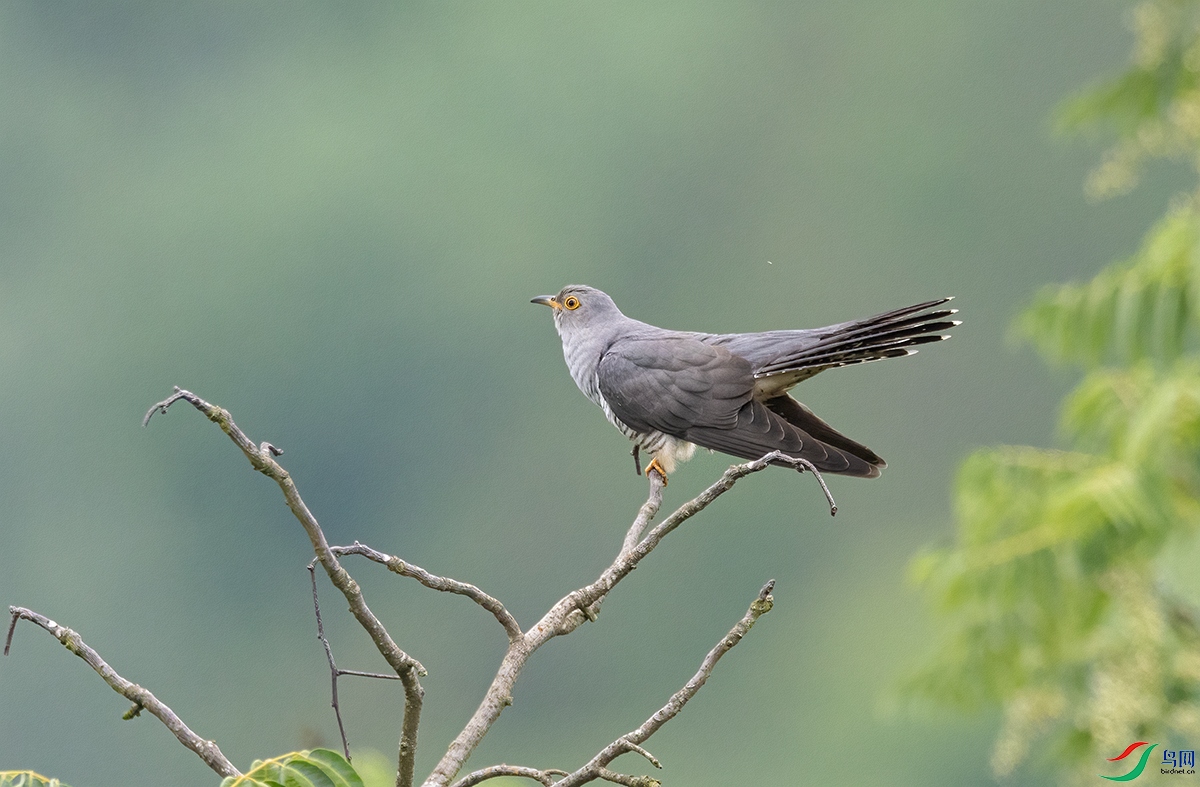6T7A6336.jpg