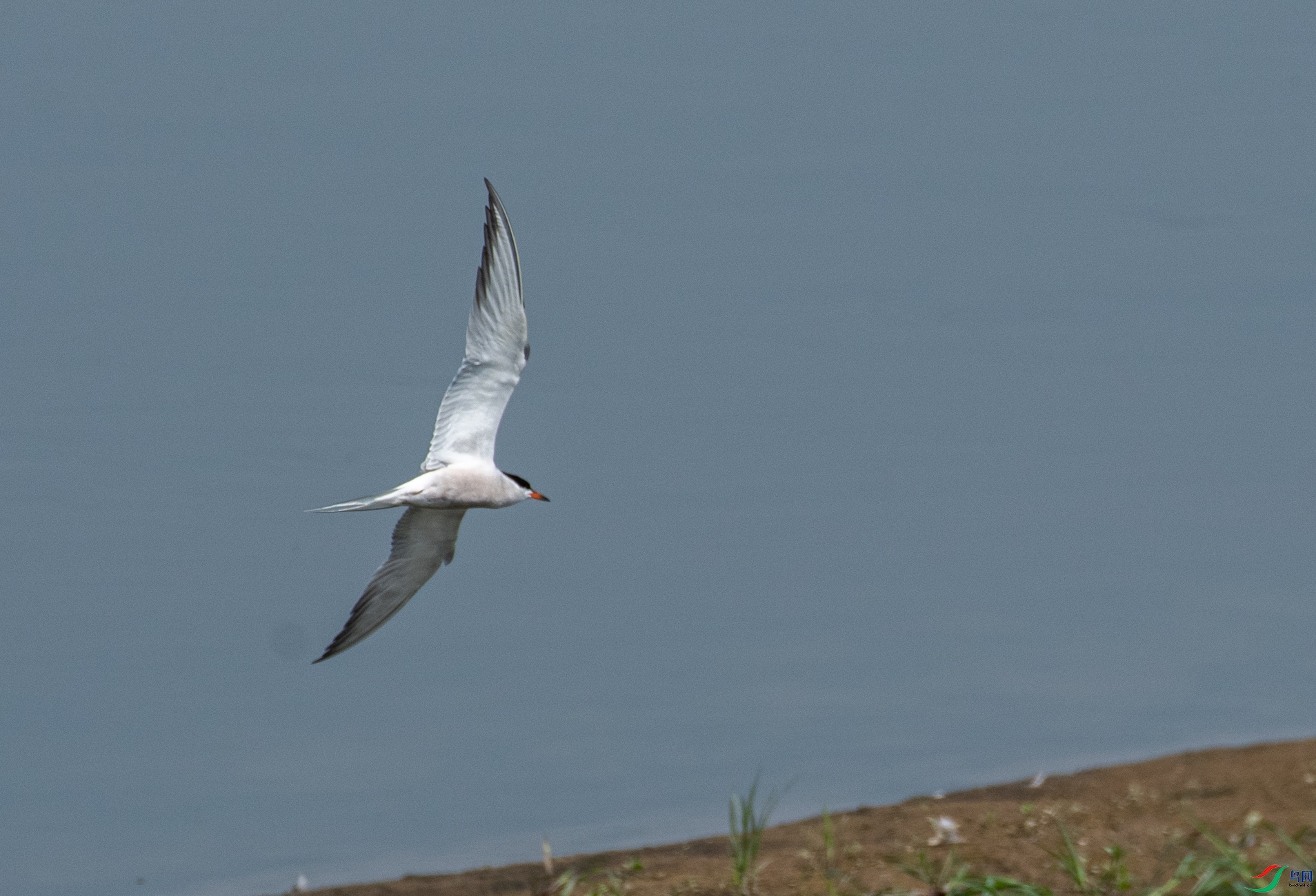 DSC_0021.jpg