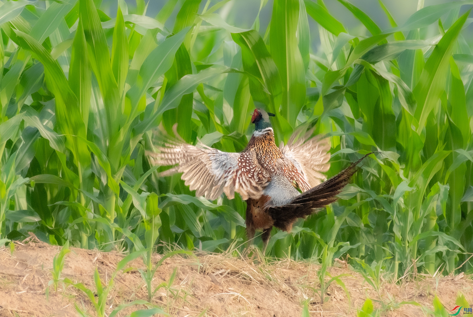 DSC_0361.jpg