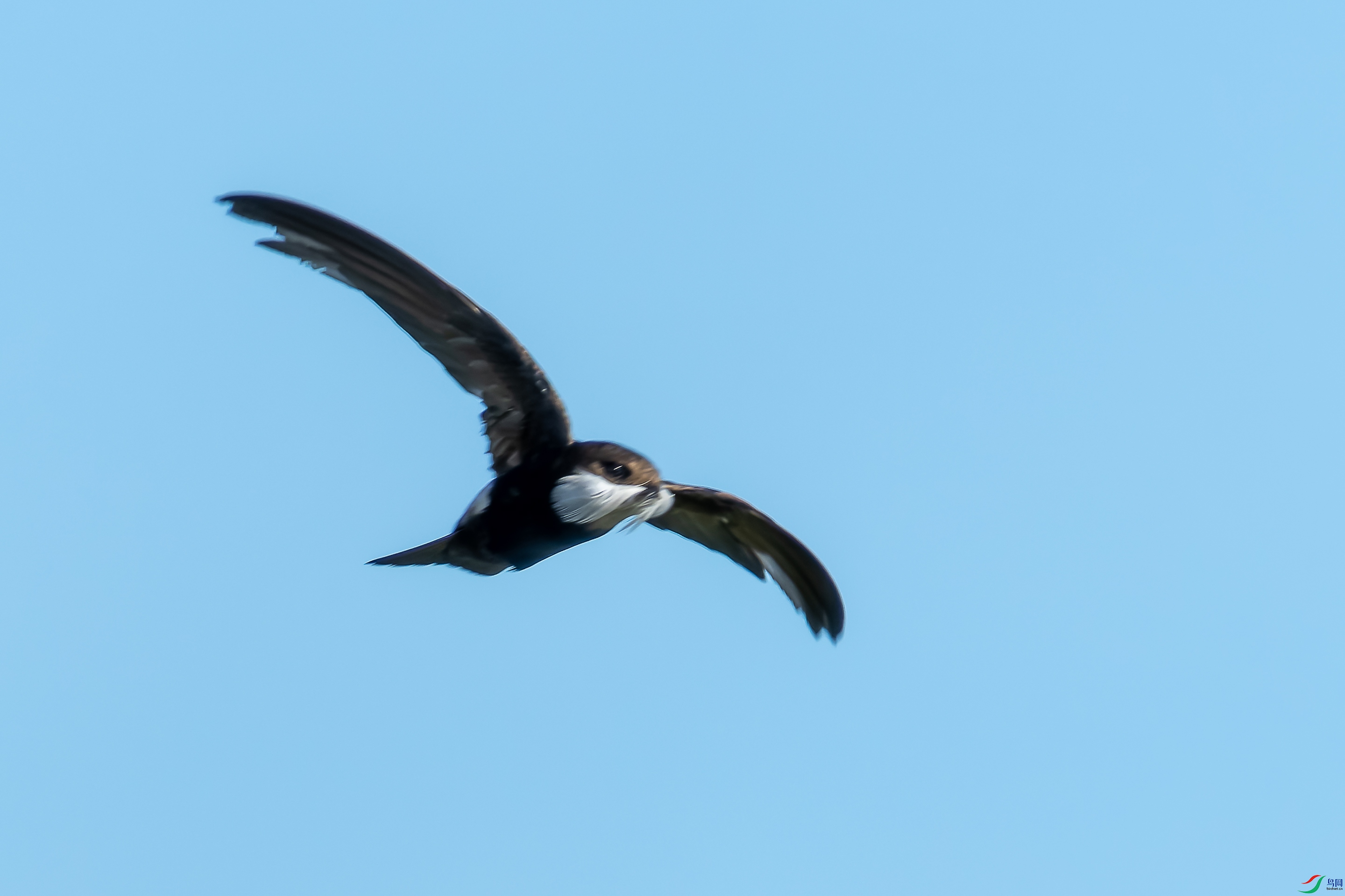 DSC08524-1.jpg