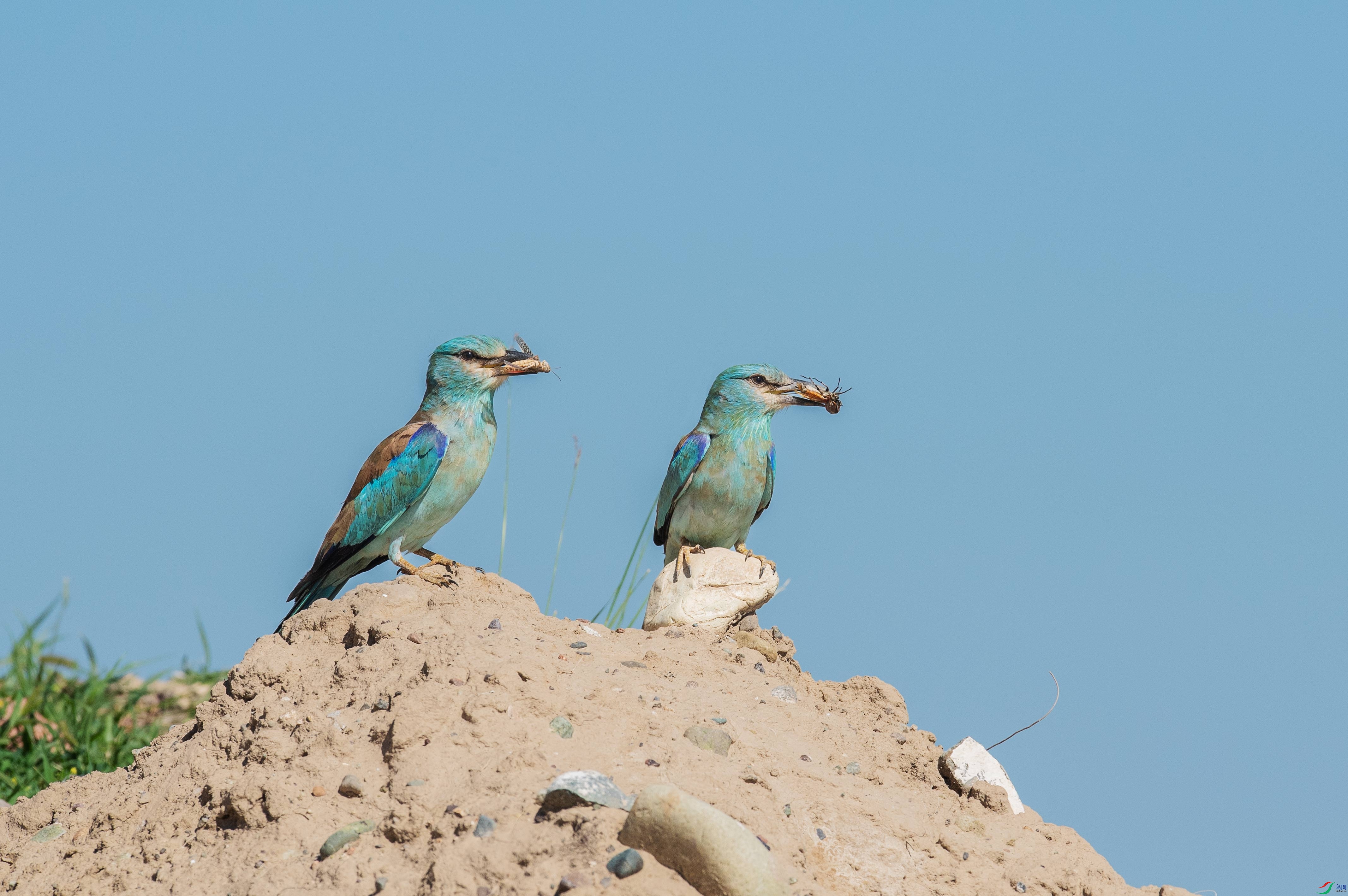 DSC_9586-1.jpg