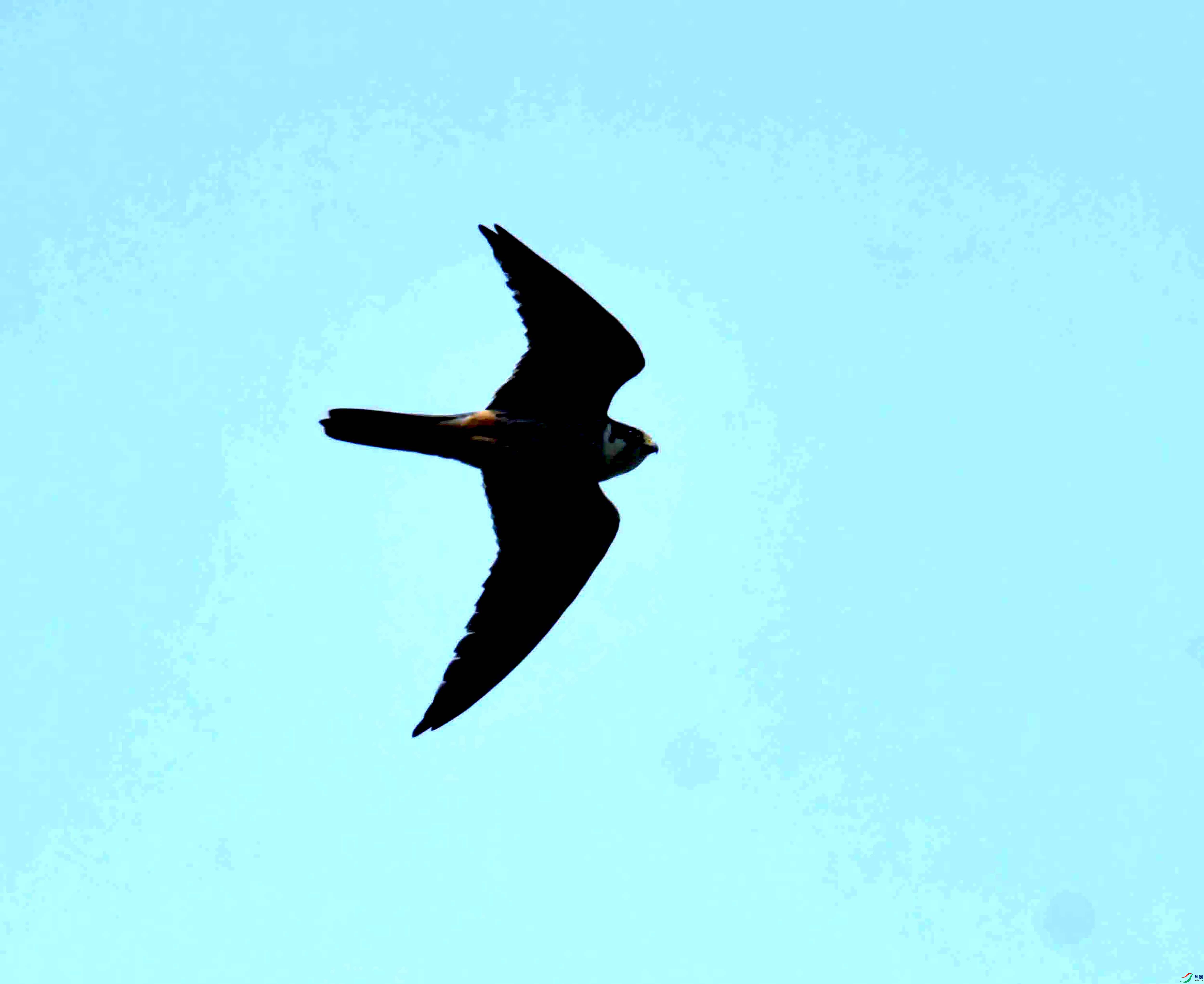 DSC_0333.JPG